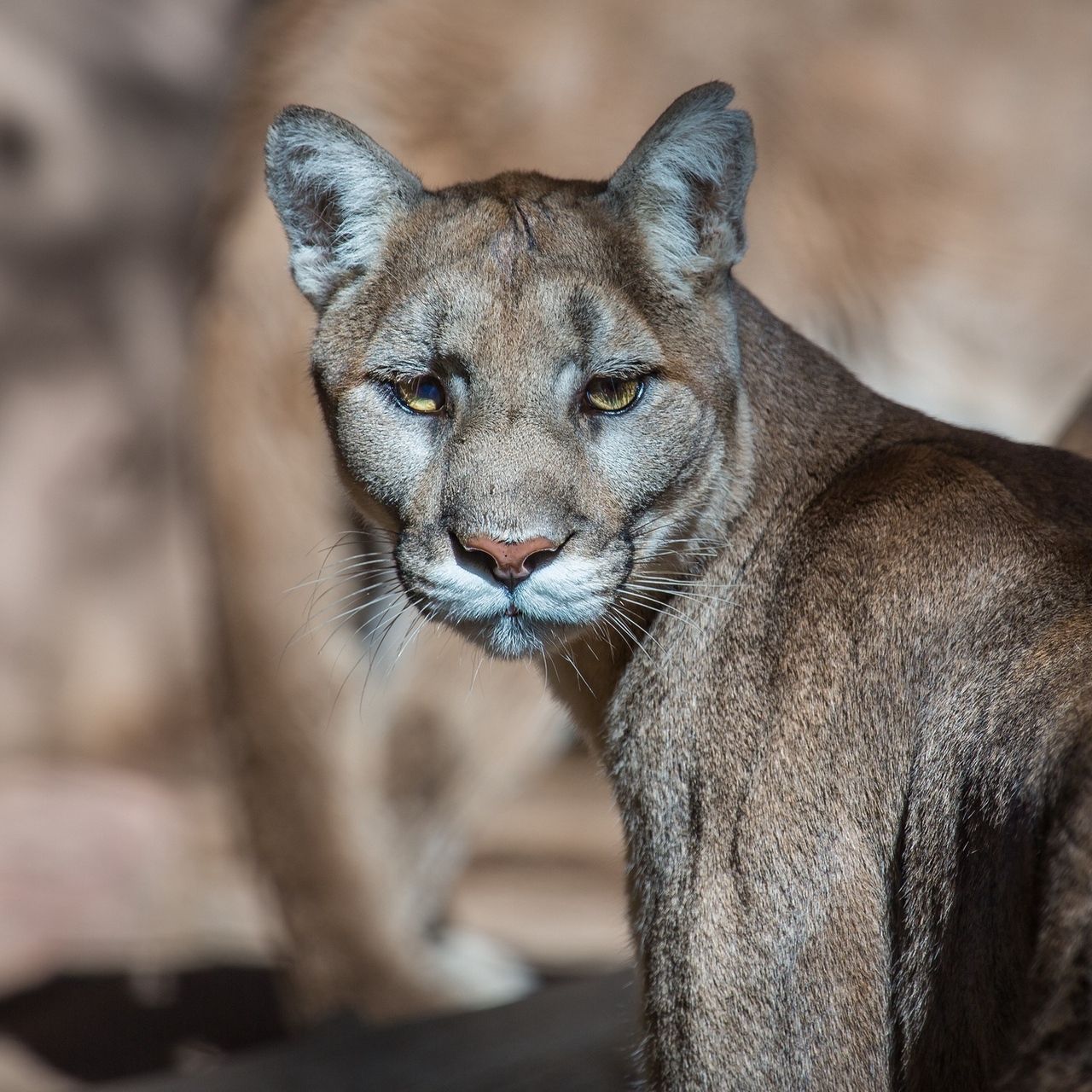 Puma primo piano, 2560x1441 QHD, Laptop
