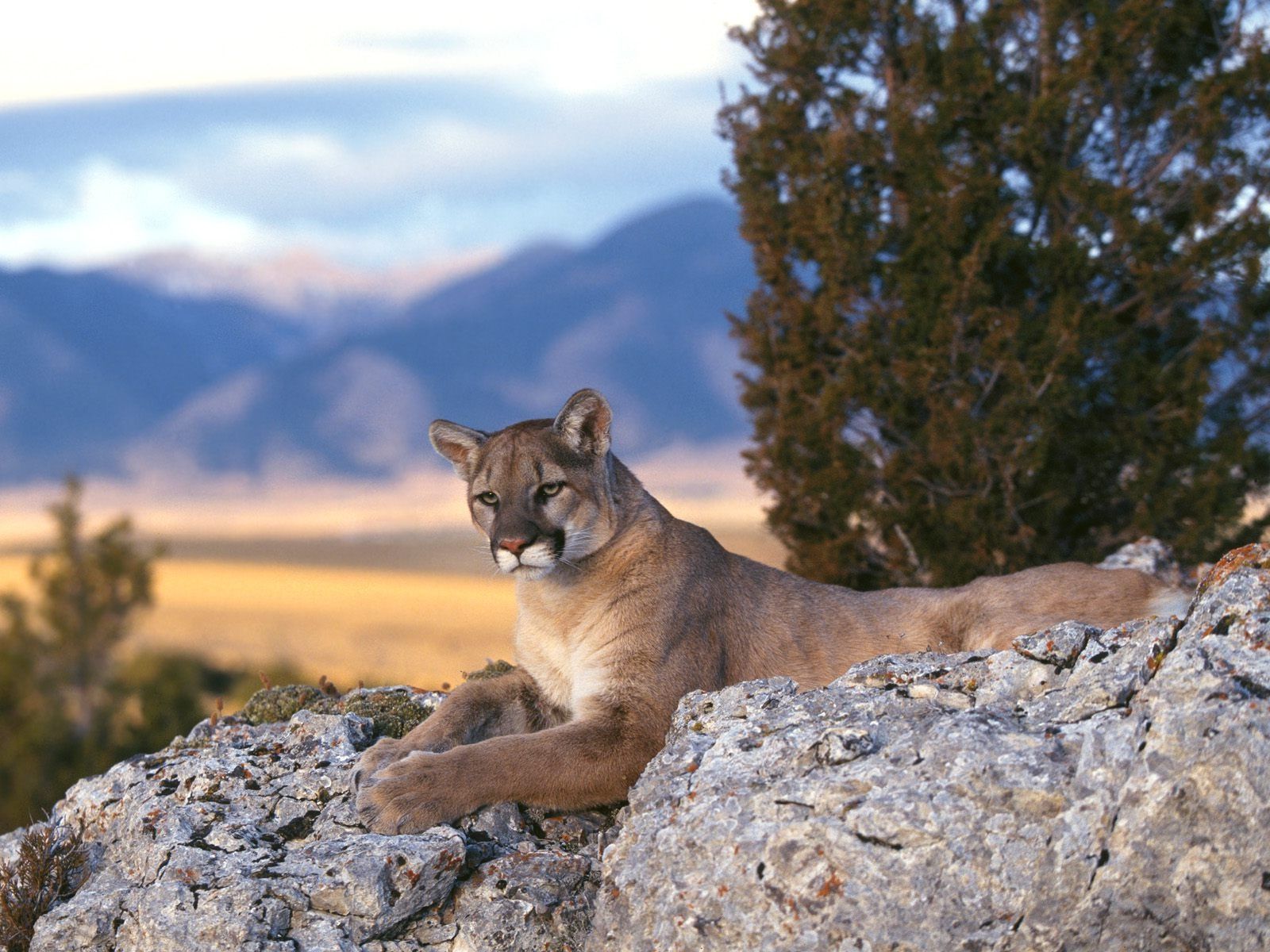 Puma seduto su roccia, 3840x2160 4K, Desktop 4K