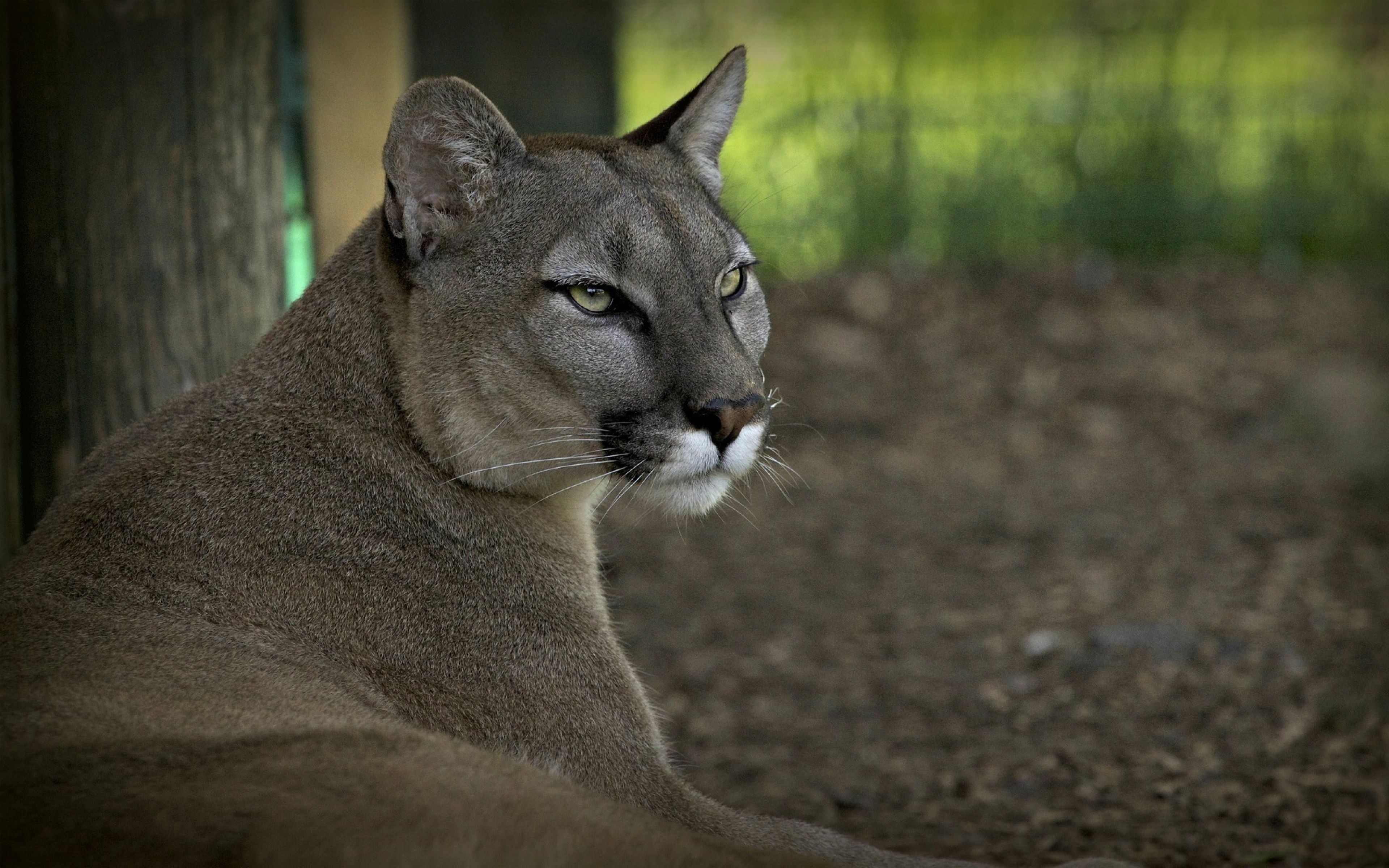 puma sguardo intenso, 2048x1365 Hi-Res, PC Desktop