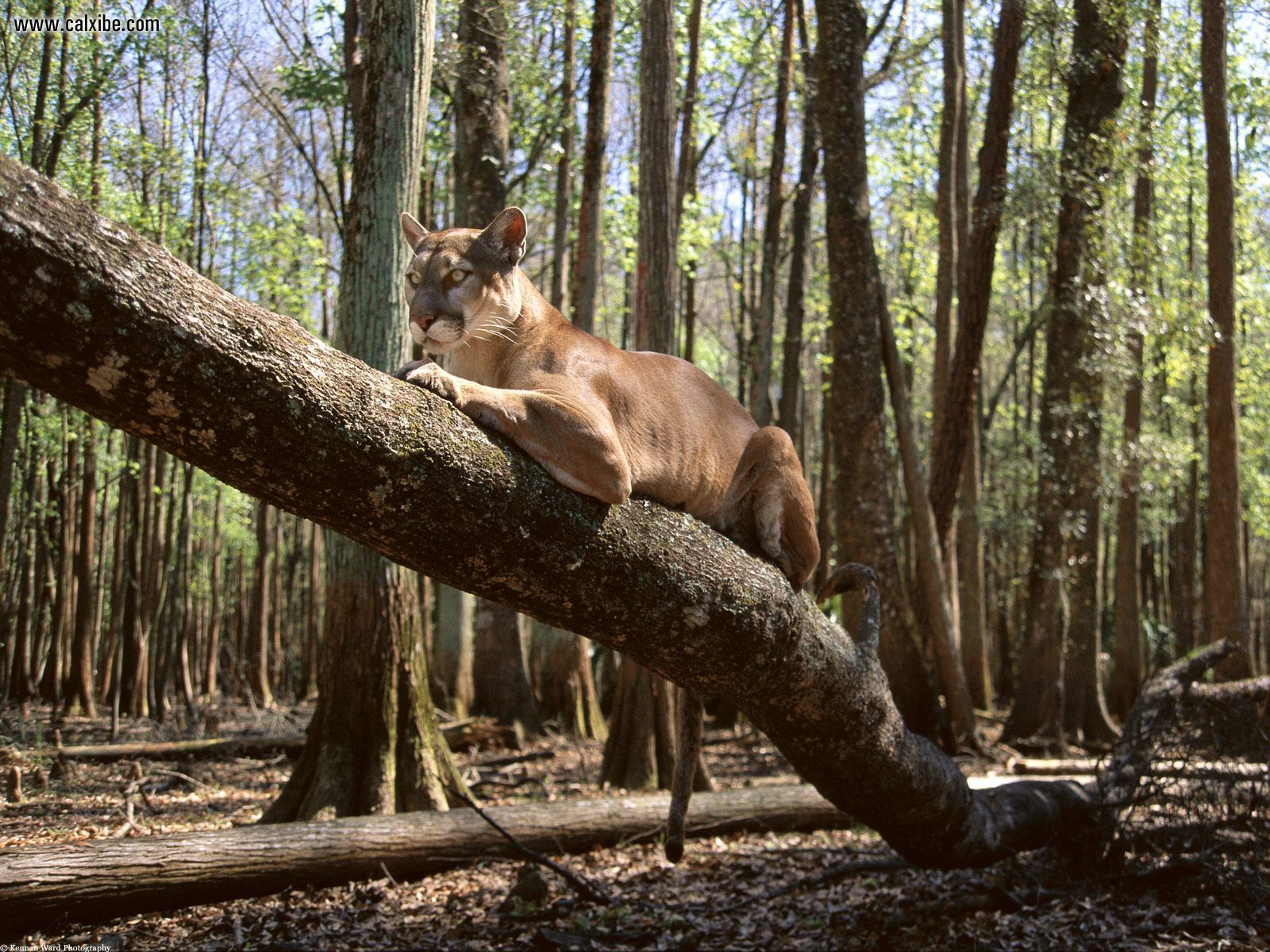 Puma su erba selvatica, 2048x1497 2K, Desktop