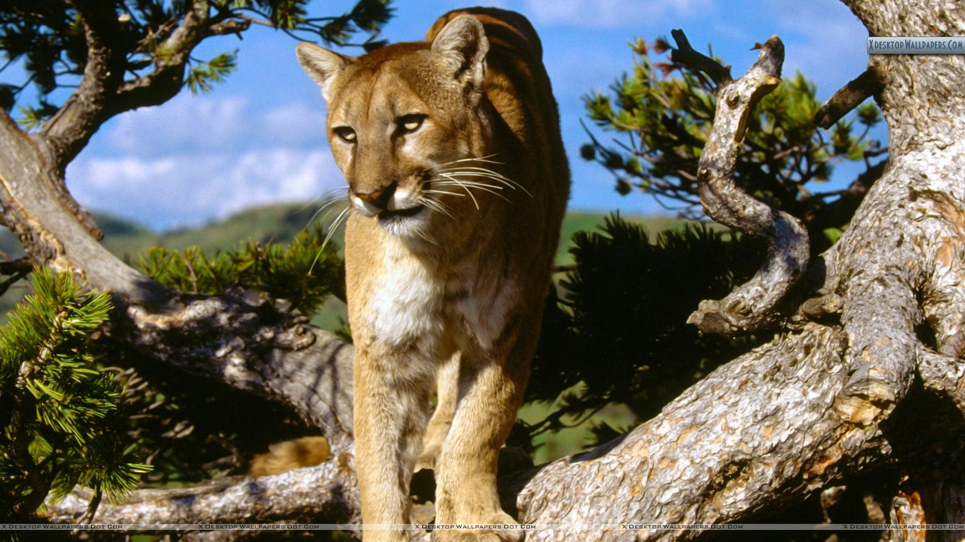 Logo OSX Mountain Lion, galassia, 1920x1200 Full HD+, PC