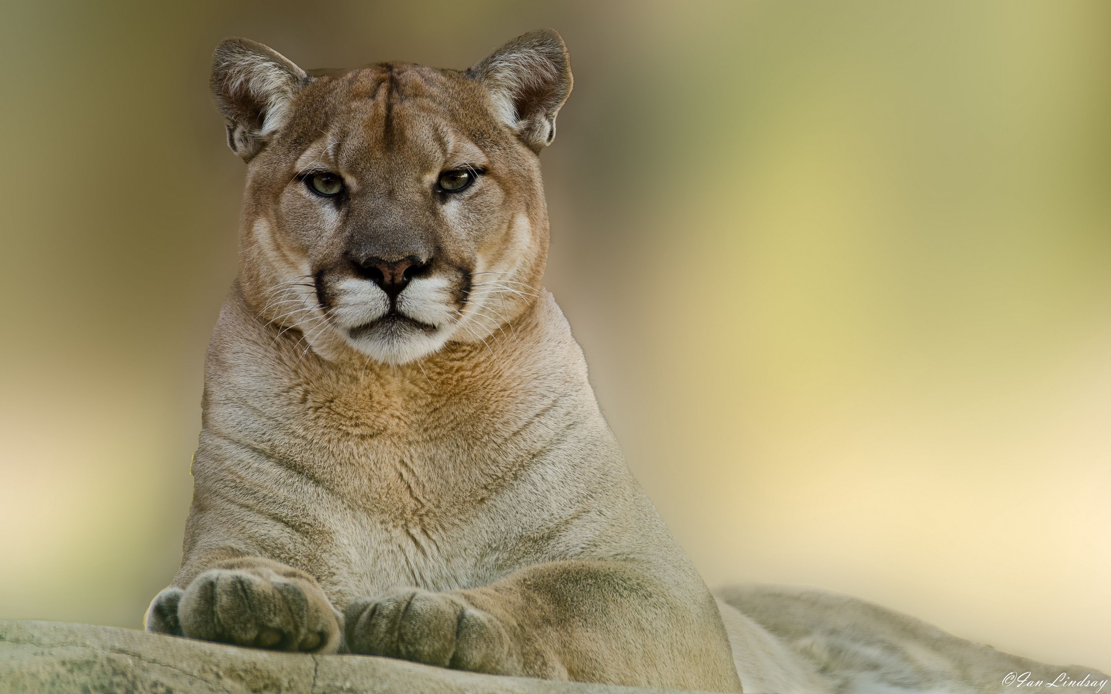 Puma sdraiato su roccia, 1600x1200 HD, Laptop
