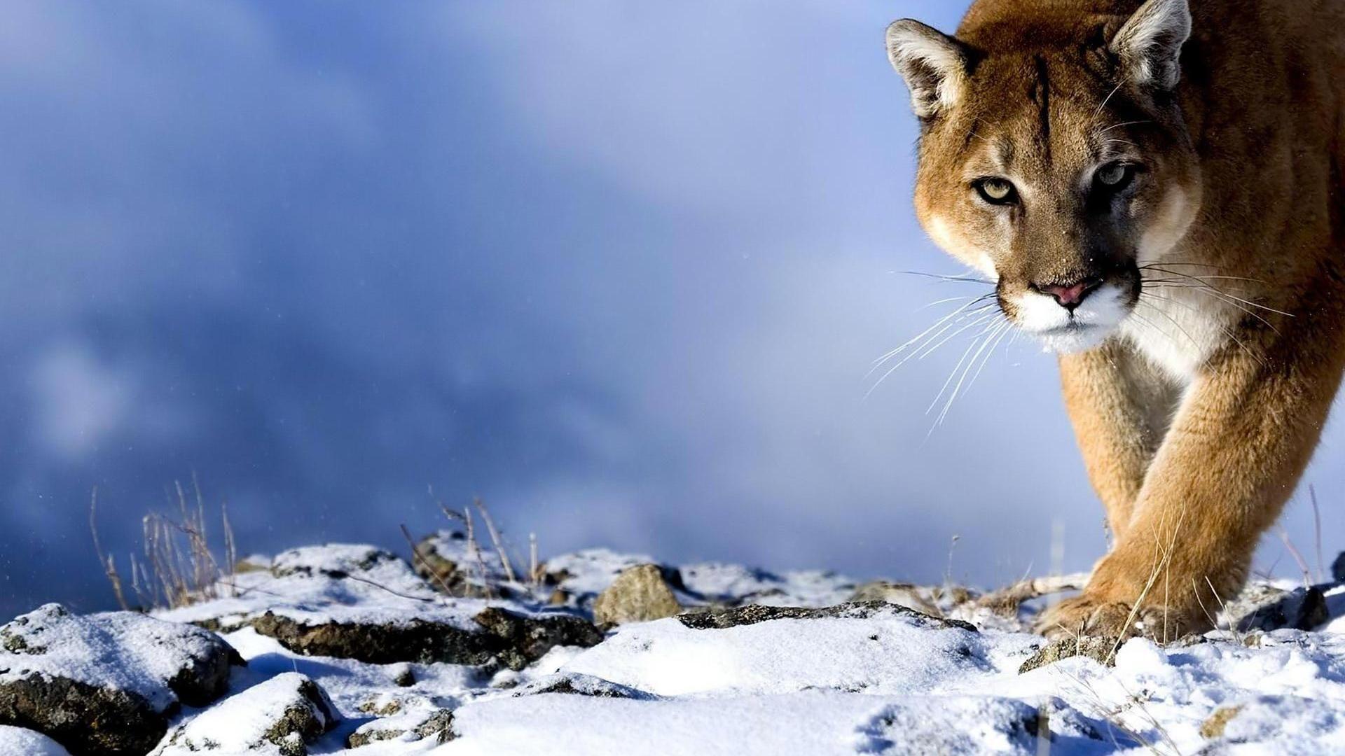 Puma sdraiato su tronco, 1600x1200 HD Ready, Desktop
