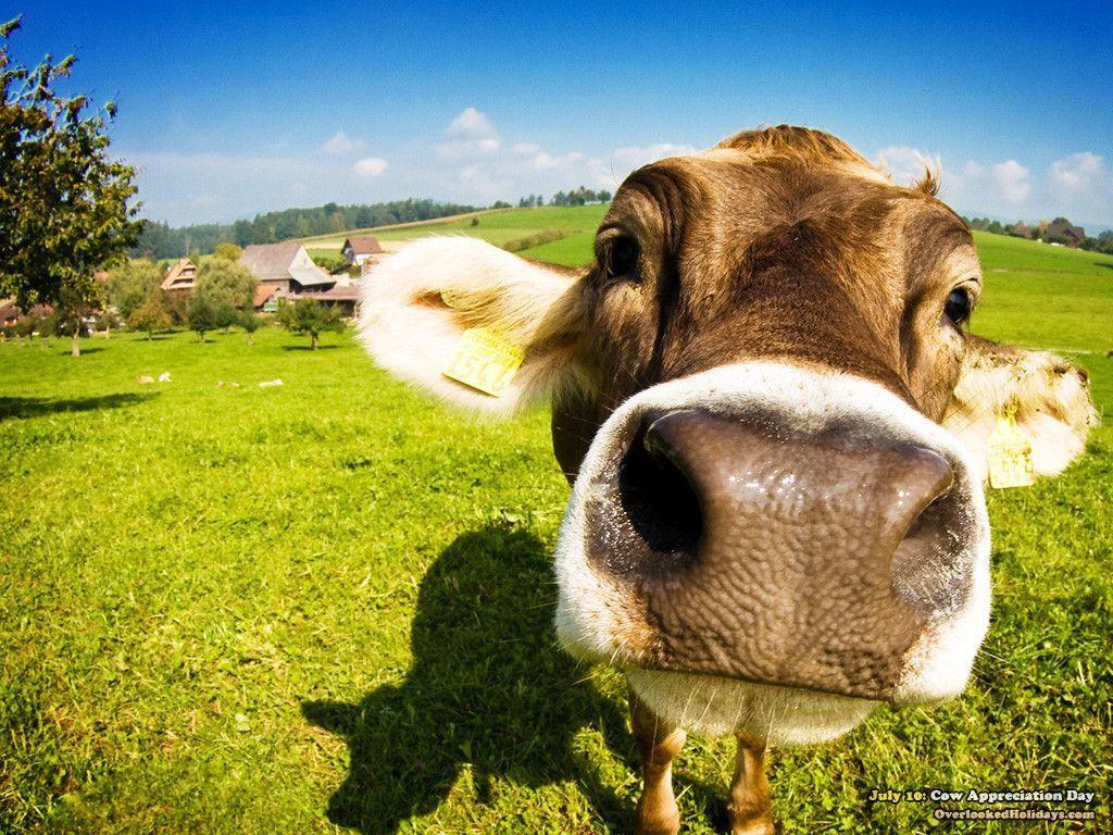 Mucca marrone primo piano prato, 1024x768 HD, PC Desktop