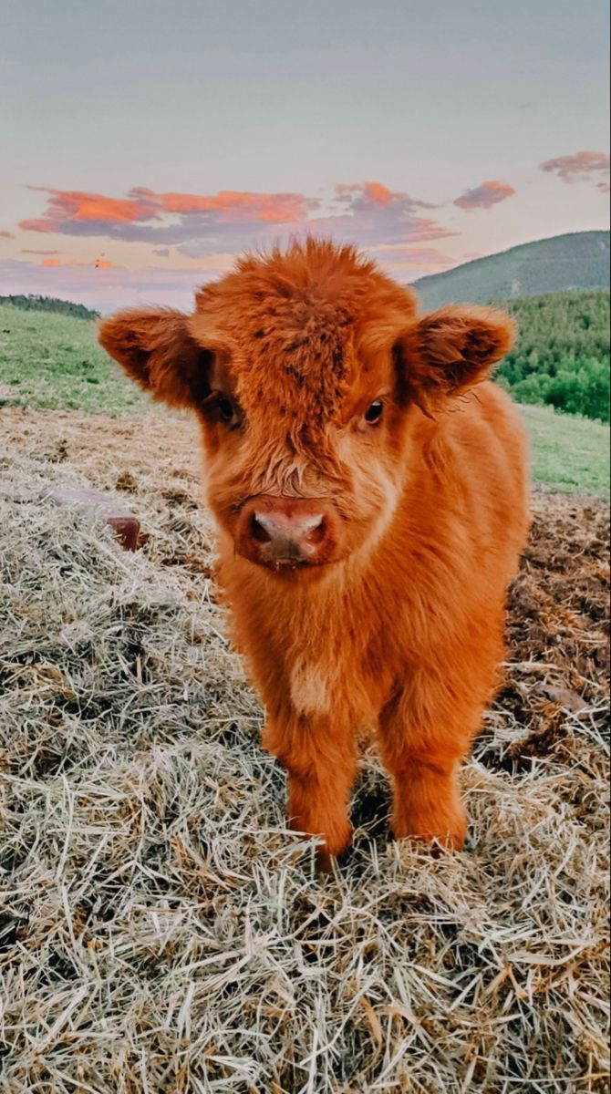 Vitello Highland peloso marrone, 670x1200 Full HD Verticale, Google Pixel