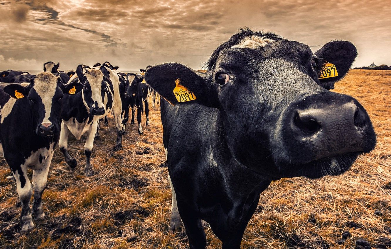 Mucca in primo piano campo, 1332x850 HD, Desktop