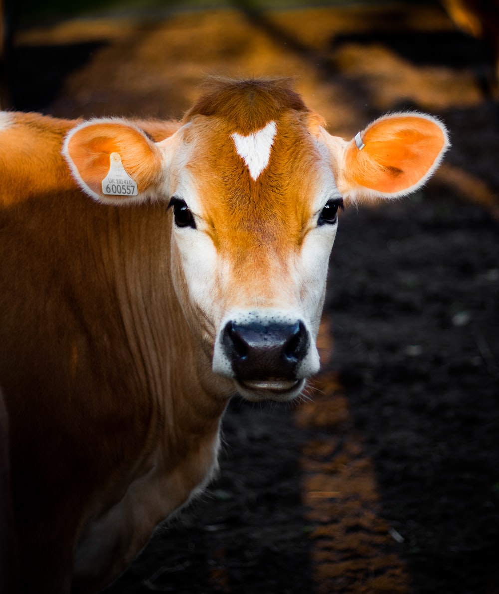 Mucca marrone primo piano, 1000x1190 Full HD Verticale, Smartphone