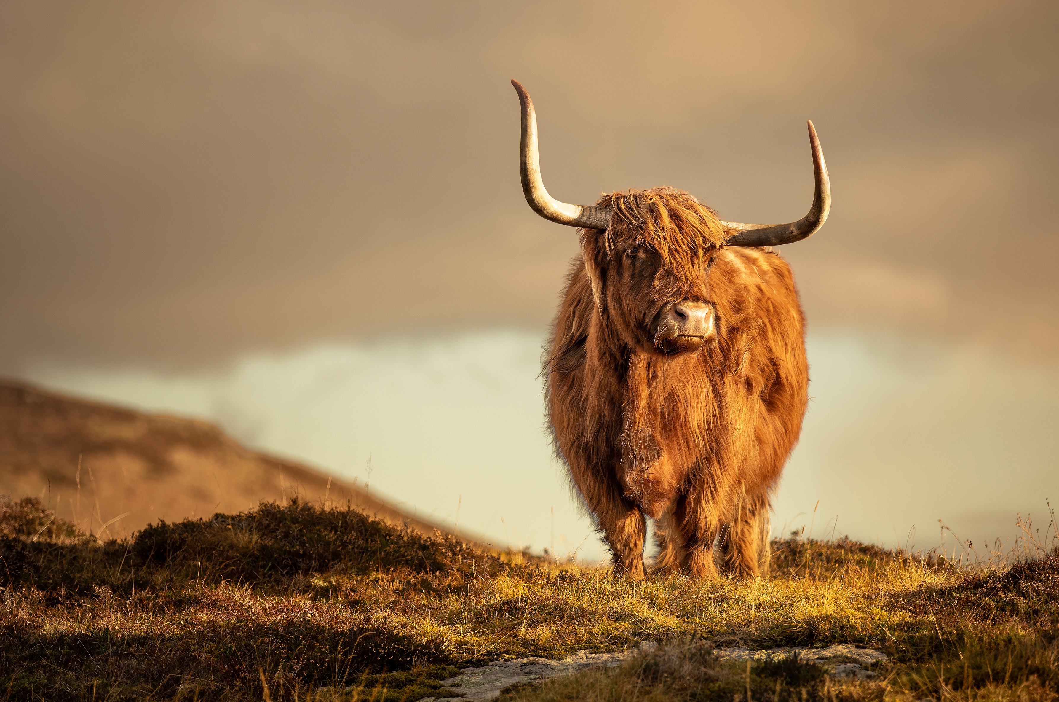 Mucca scozzese Highland su collina, 3573x2367 2K, Desktop