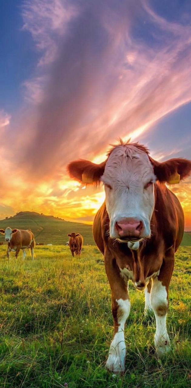 Mucca al tramonto in campo, 630x1280 Full HD Verticale, iPhone
