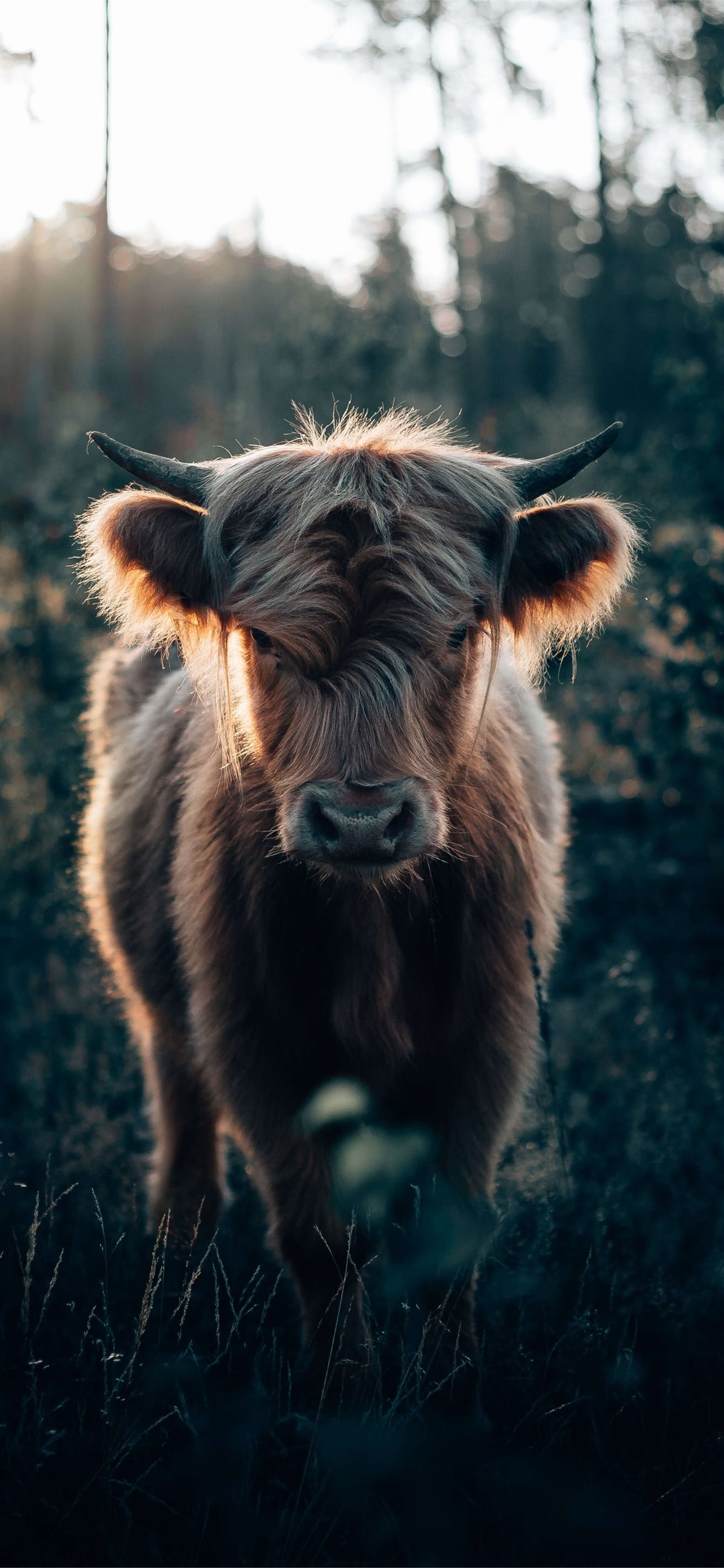 Mucca Highland nella foresta, 1284x2778 Full HD Verticale, iPhone Pro Max