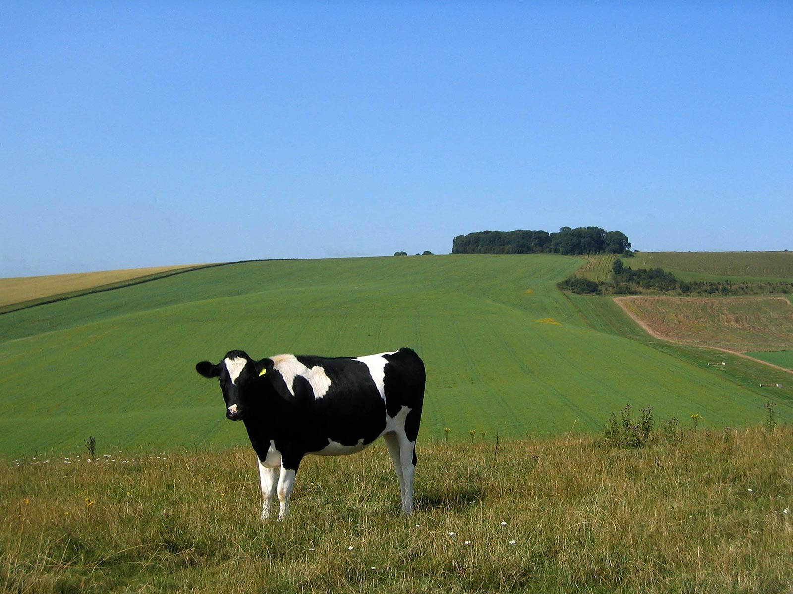 Mucca in campo verde, 1600x1200 HD, Desktop
