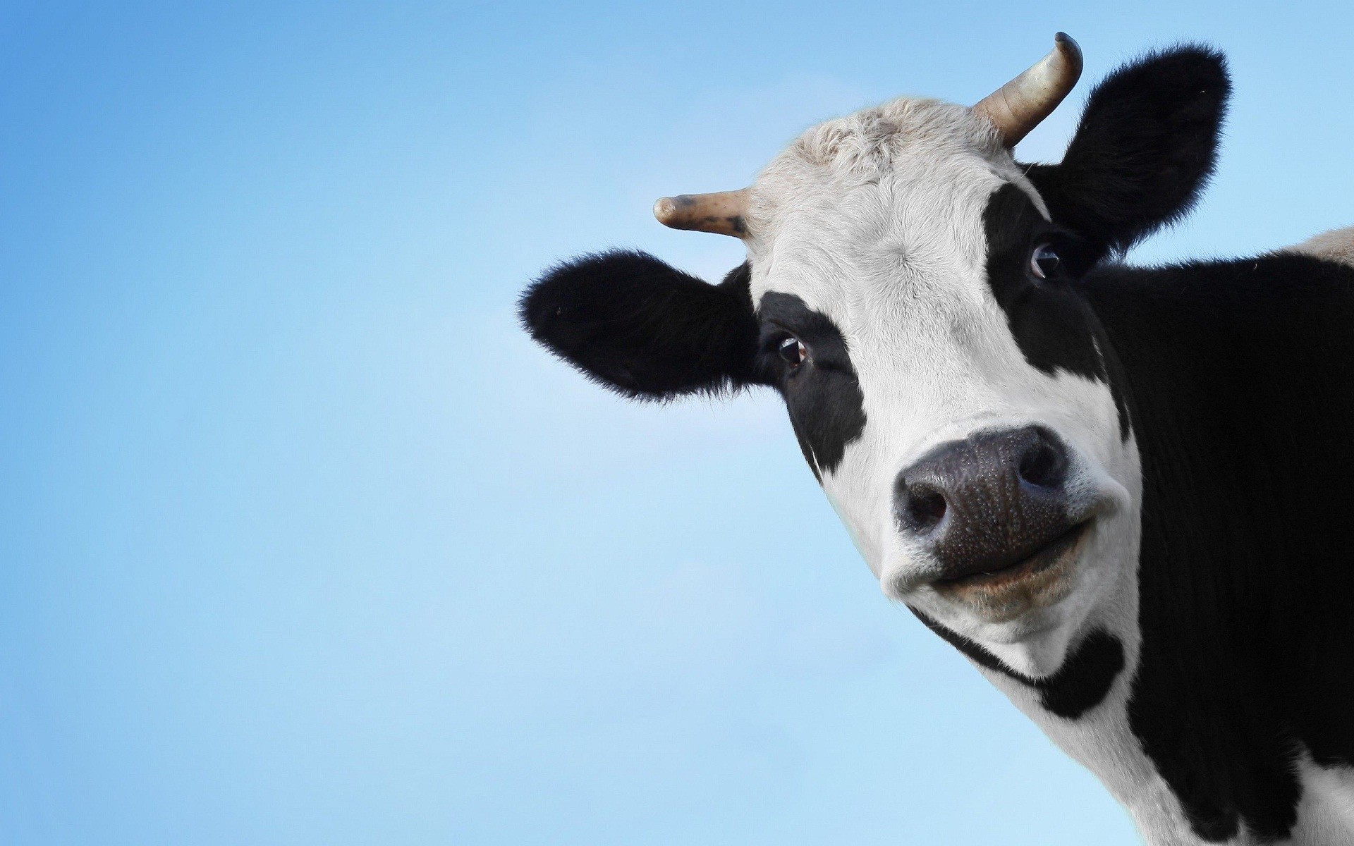 Mucca divertente sfondo azzurro, 1920x1200 WUXGA, PC