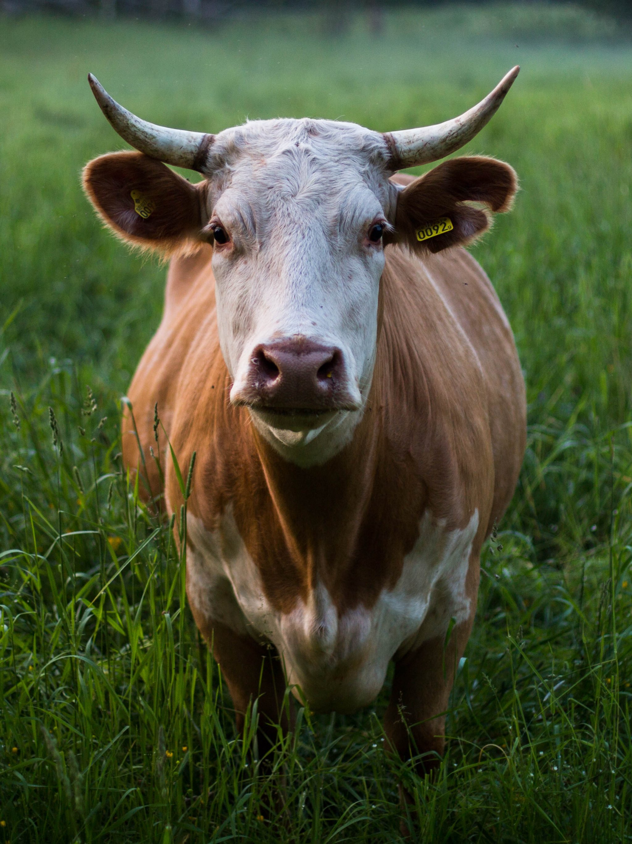Mucca con corna nel prato, 2048x2732 Verticale, Mobile