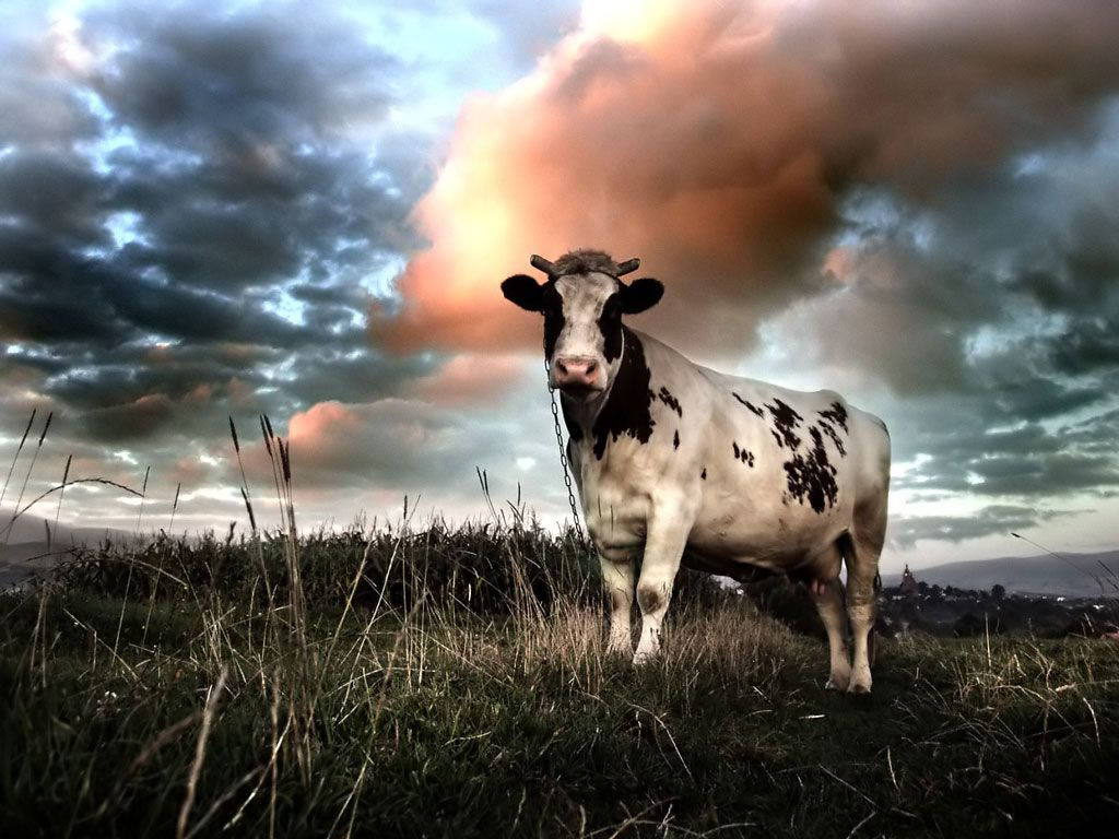 Mucca in campo con cielo drammatico, 1024x768 HD, PC Desktop