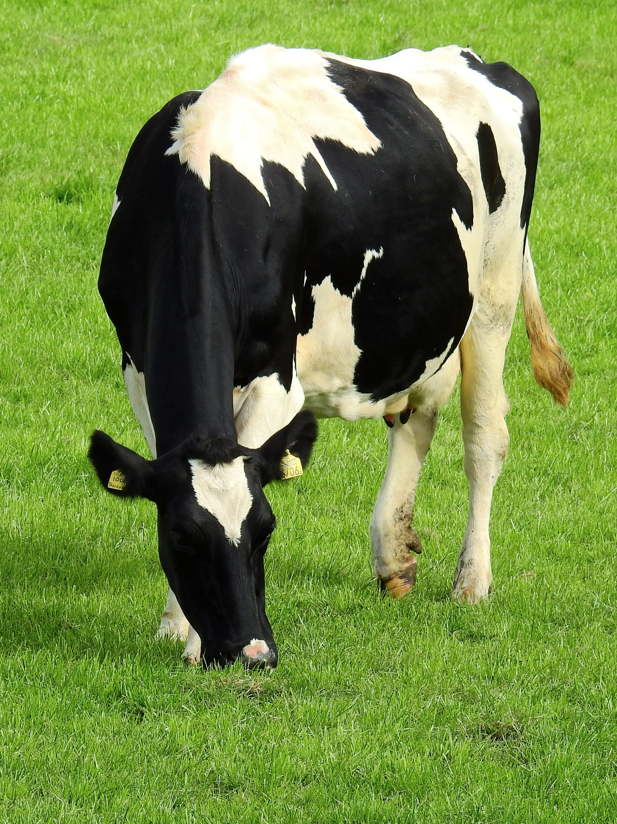 Mucca Holstein al pascolo, 2048x2732 Full HD Verticale, iPhone