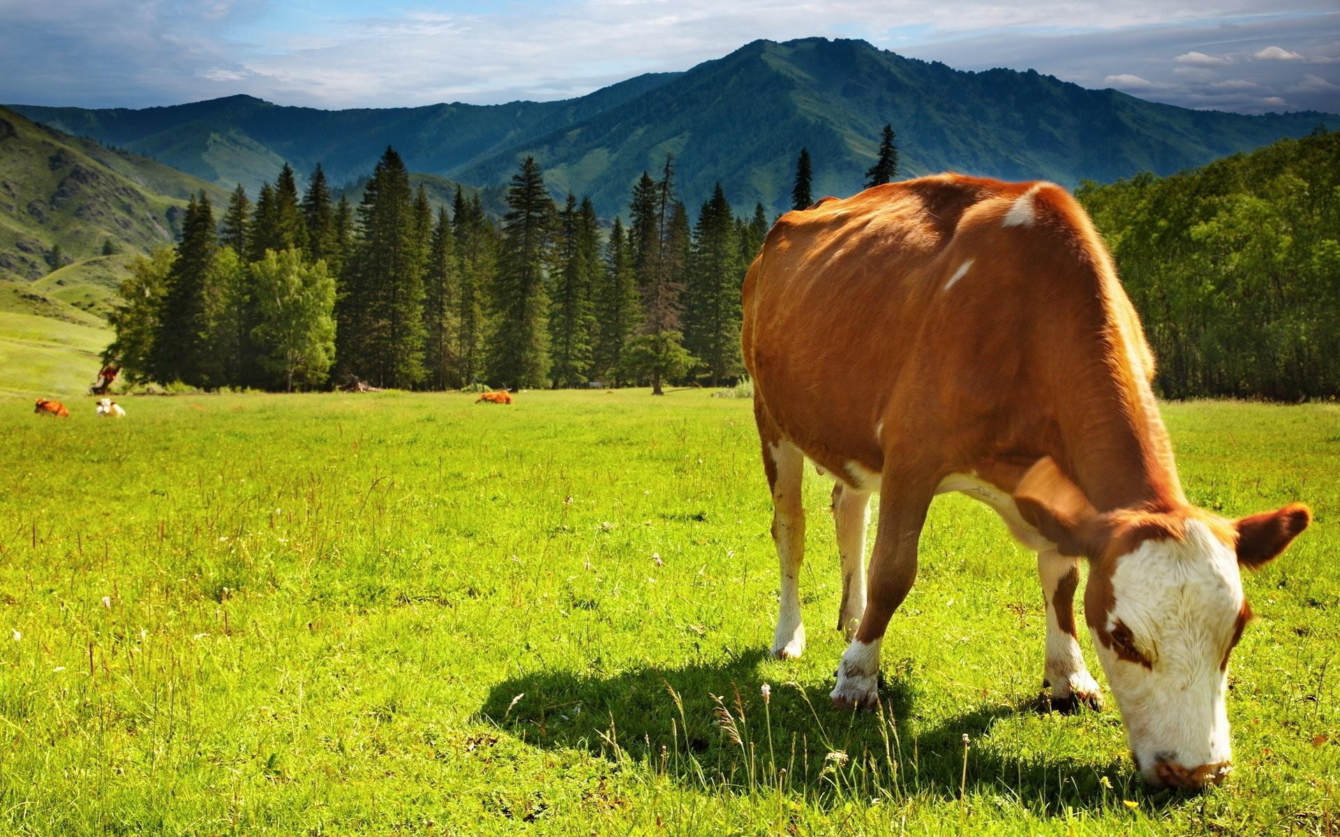 Mucca al pascolo montano, 1920x1200 WUXGA, Laptop