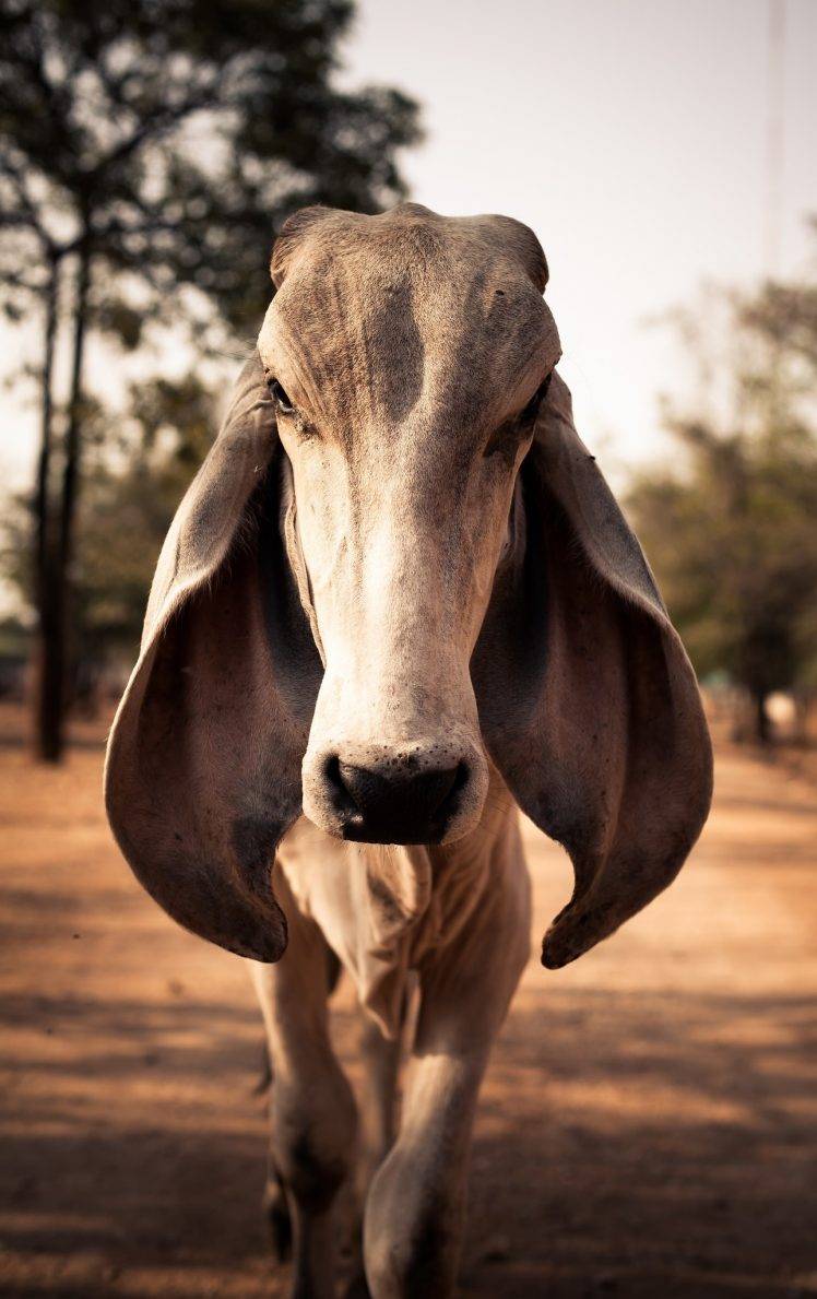 Mucca con grandi orecchie, 748x1189 Full HD Verticale, Samsung Galaxy