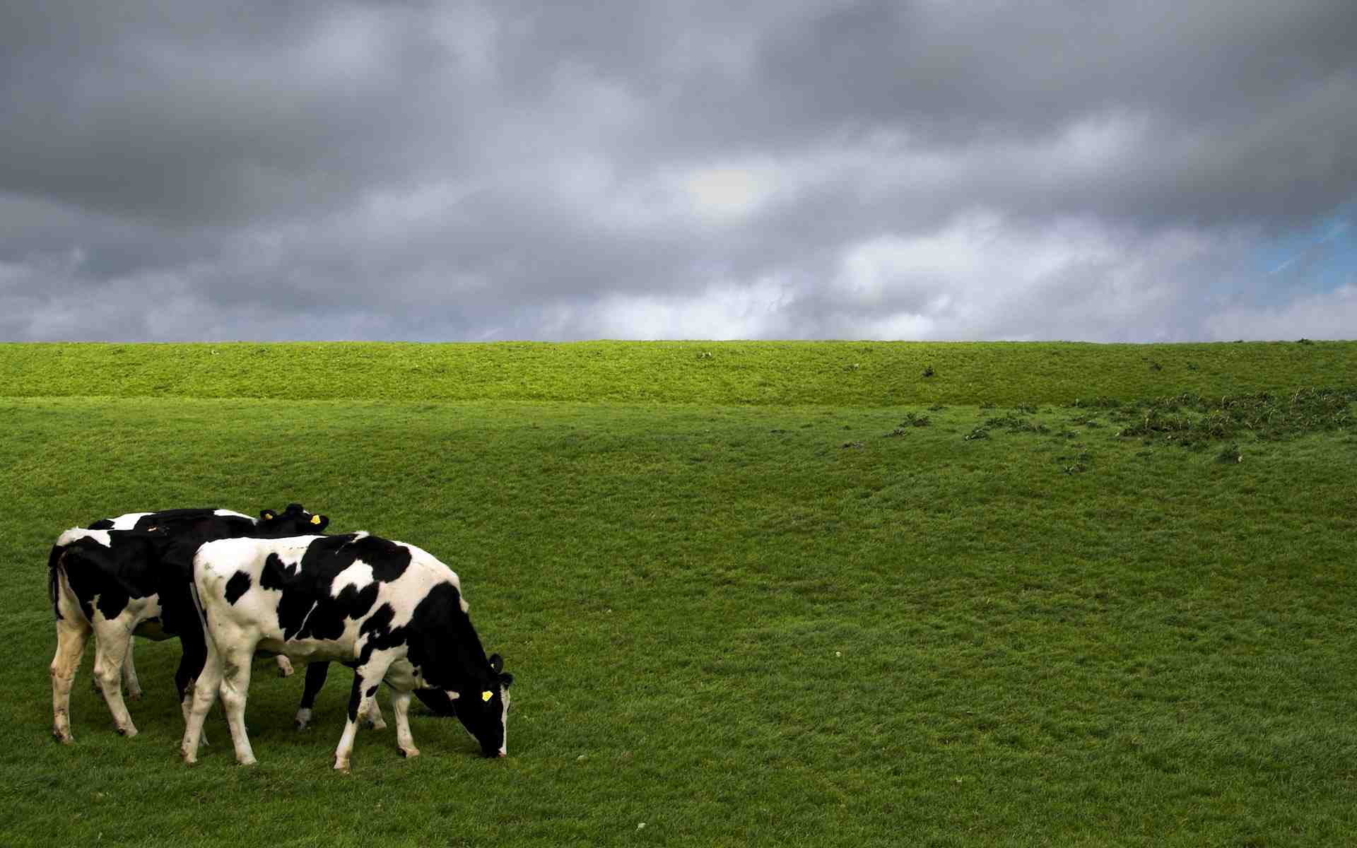 Mucche al pascolo prato verde, 1920x1200 WUXGA, PC