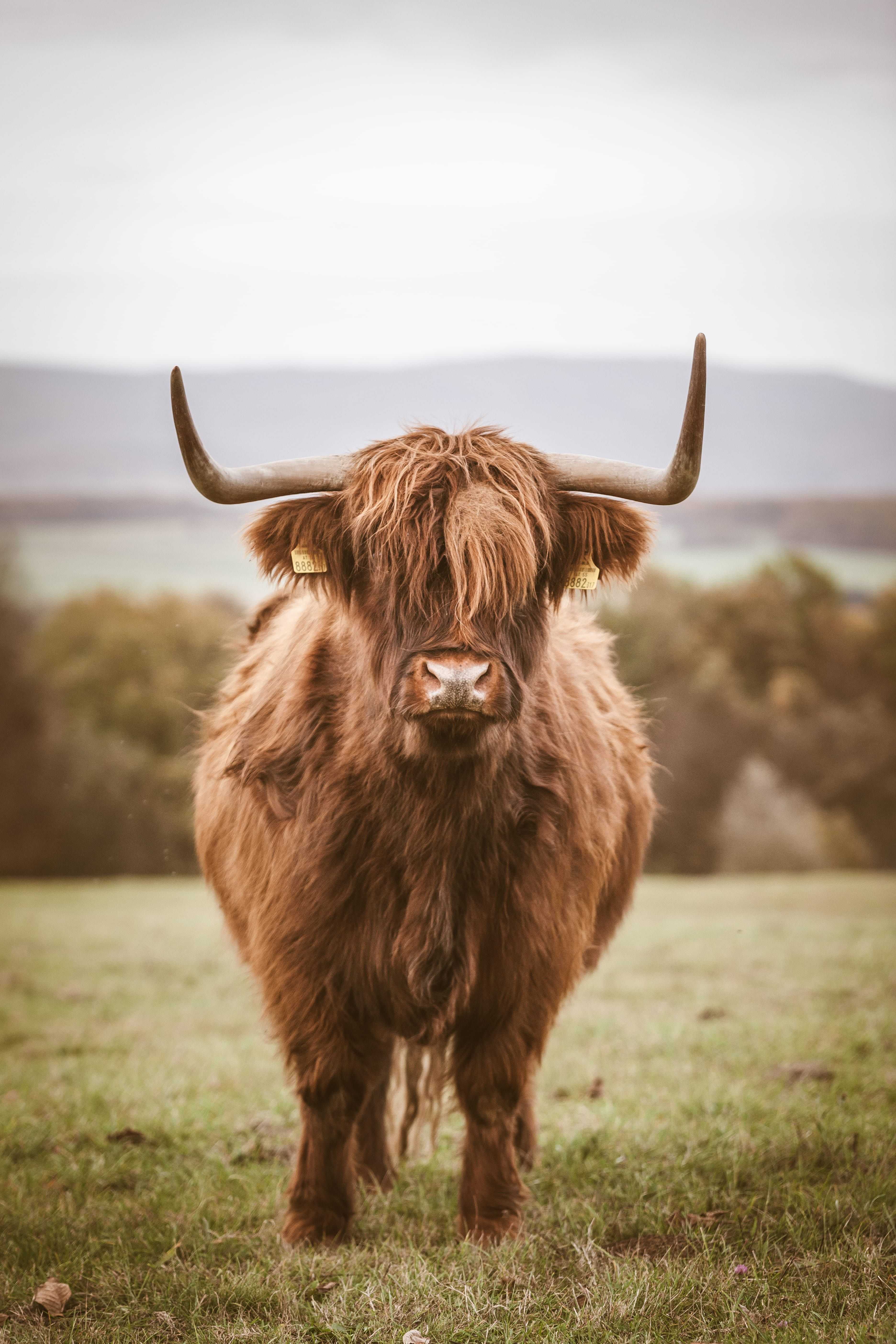 Mucca Highland con corna, 3744x5616 Verticale, Android