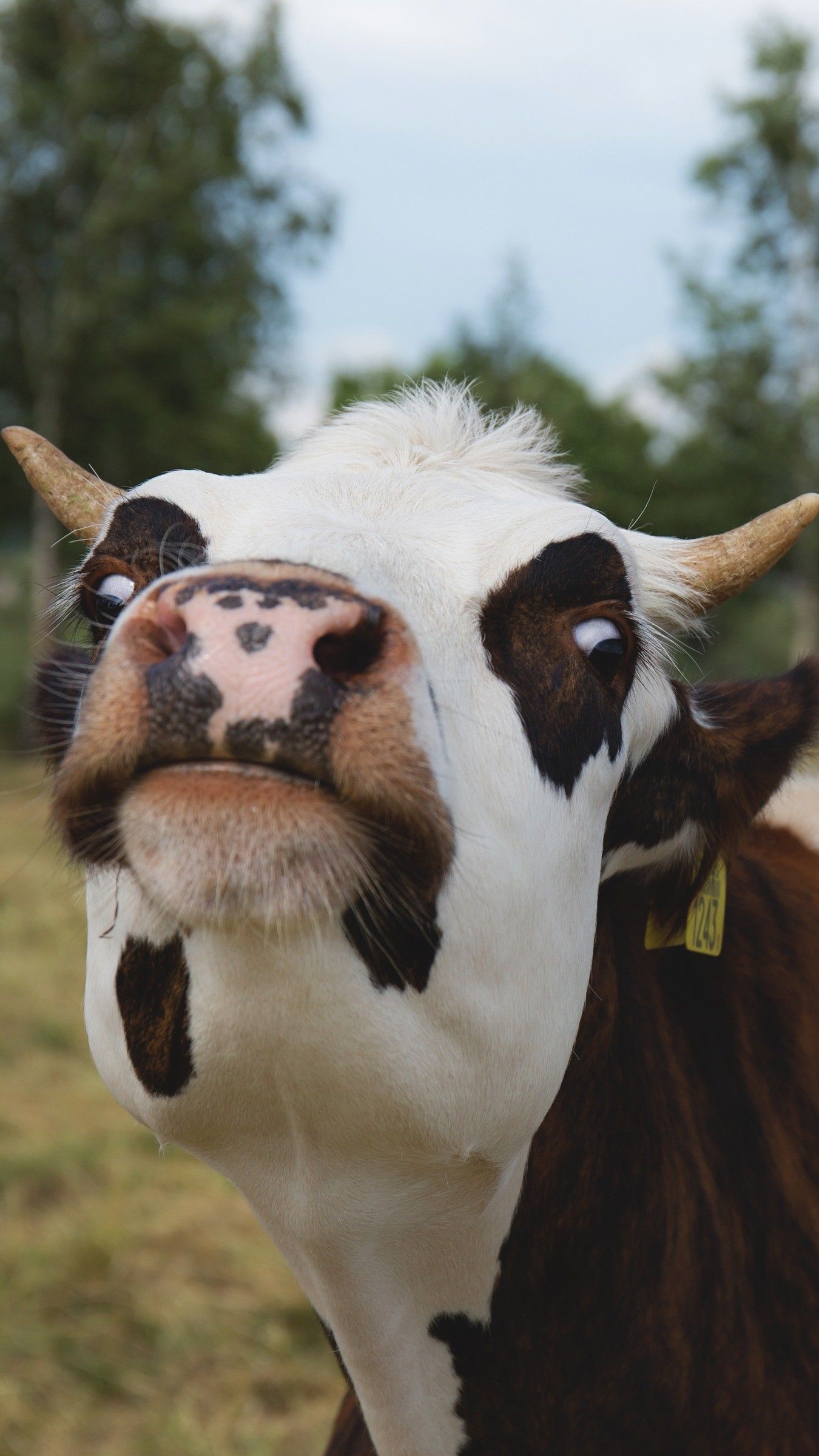Mucca bianca e marrone divertente, 1350x2400 Verticale, Telefono