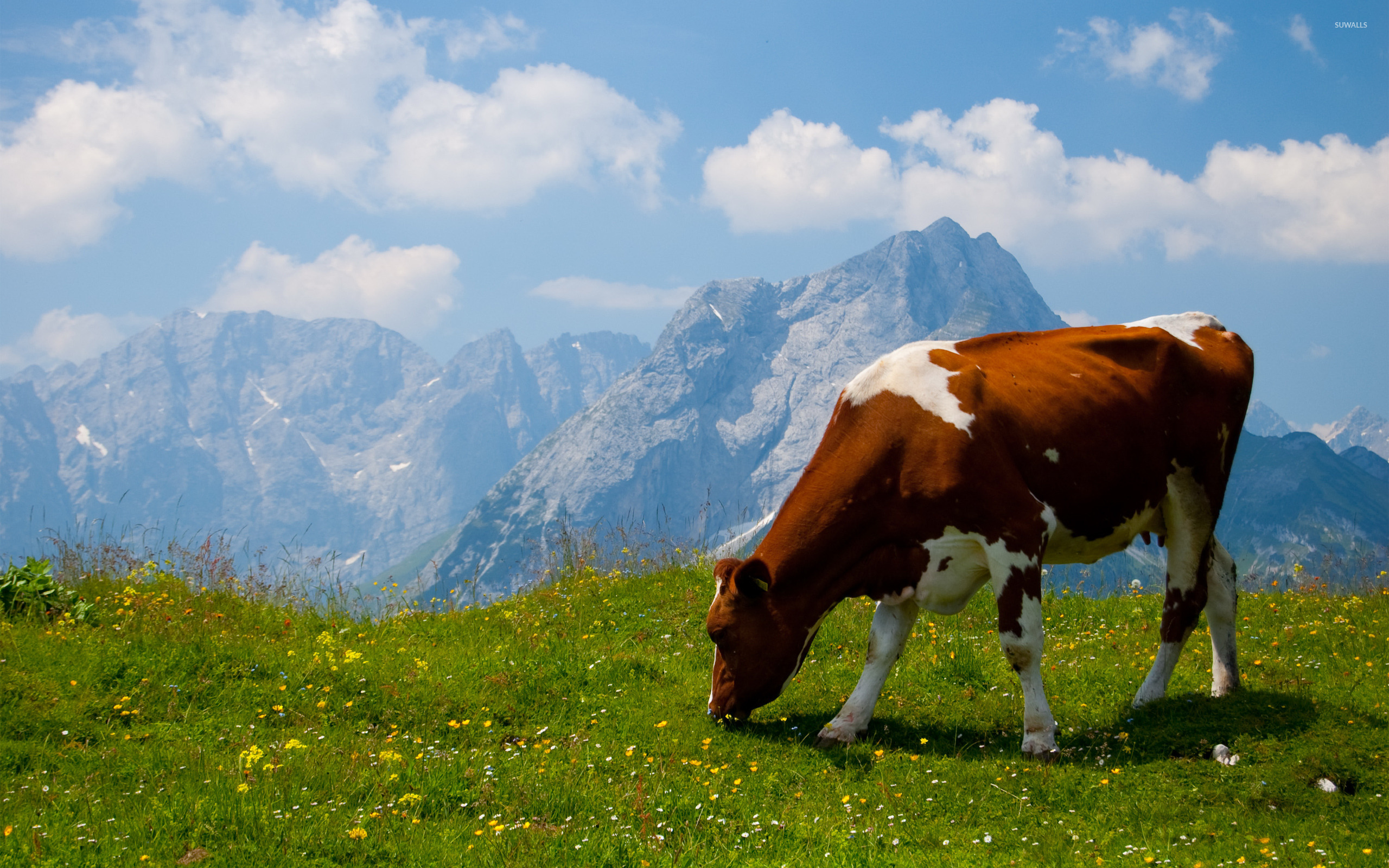 Mucca al pascolo sulle Alpi, 2560x1600 2K, PC