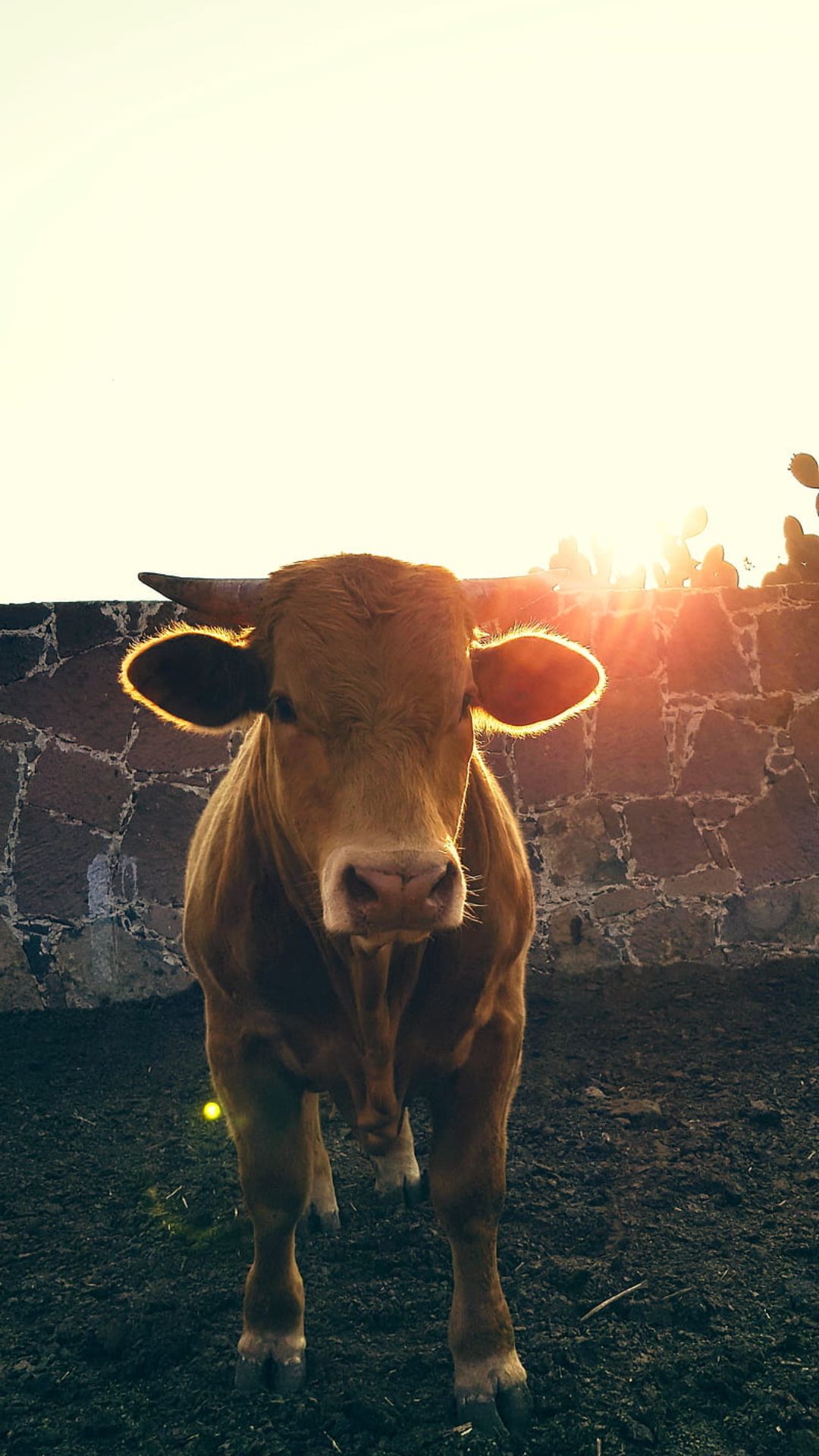 Mucca marrone al tramonto, 1080x1920 Verticale, Mobile