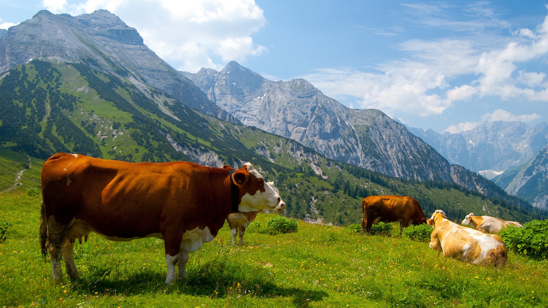 Mucche al pascolo in montagna, 1920x1080 Full HD 1080p, Desktop