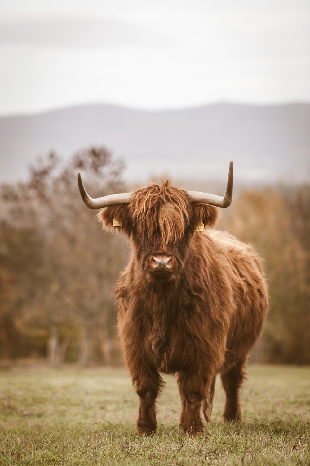 Mucca Highland pelosa marrone, 1000x1500 Full HD Verticale, iPhone