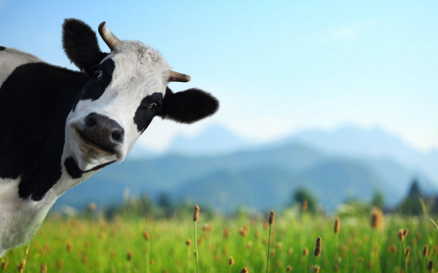 Mucca in prato con montagne, 1440x900 720p, Laptop