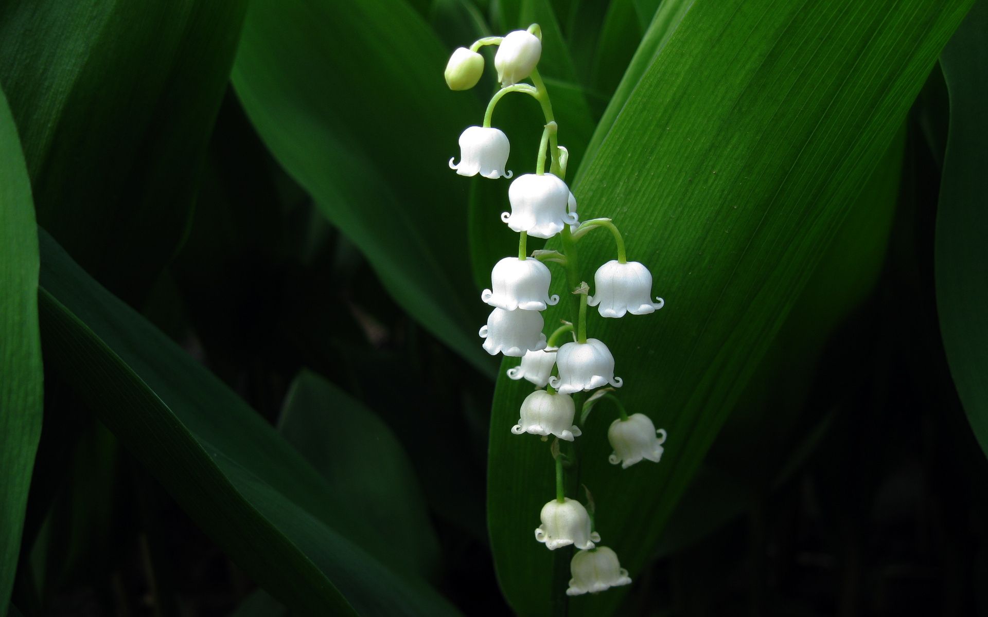 Mughetto fiori bianchi, 1920x1200 Full HD+ WUXGA, Desktop