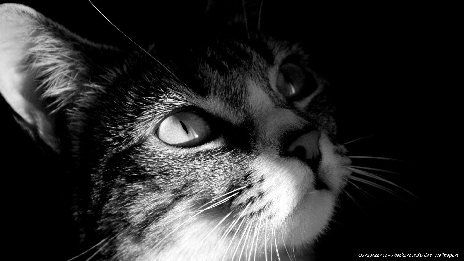 Bolle bokeh colorate astratte, 1280x1024 HD, Desktop