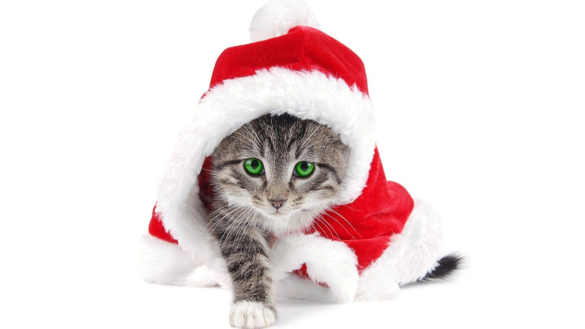 Gattino con costume Babbo Natale, 1920x1080 Full HD 1080p, Desktop
