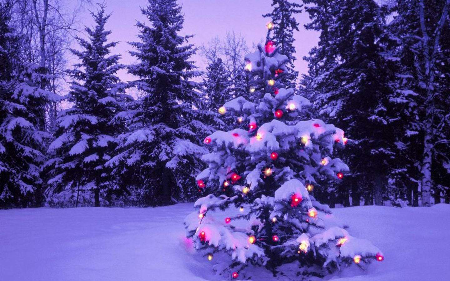Albero di Natale innevato nel bosco, 1440x900 720p, PC