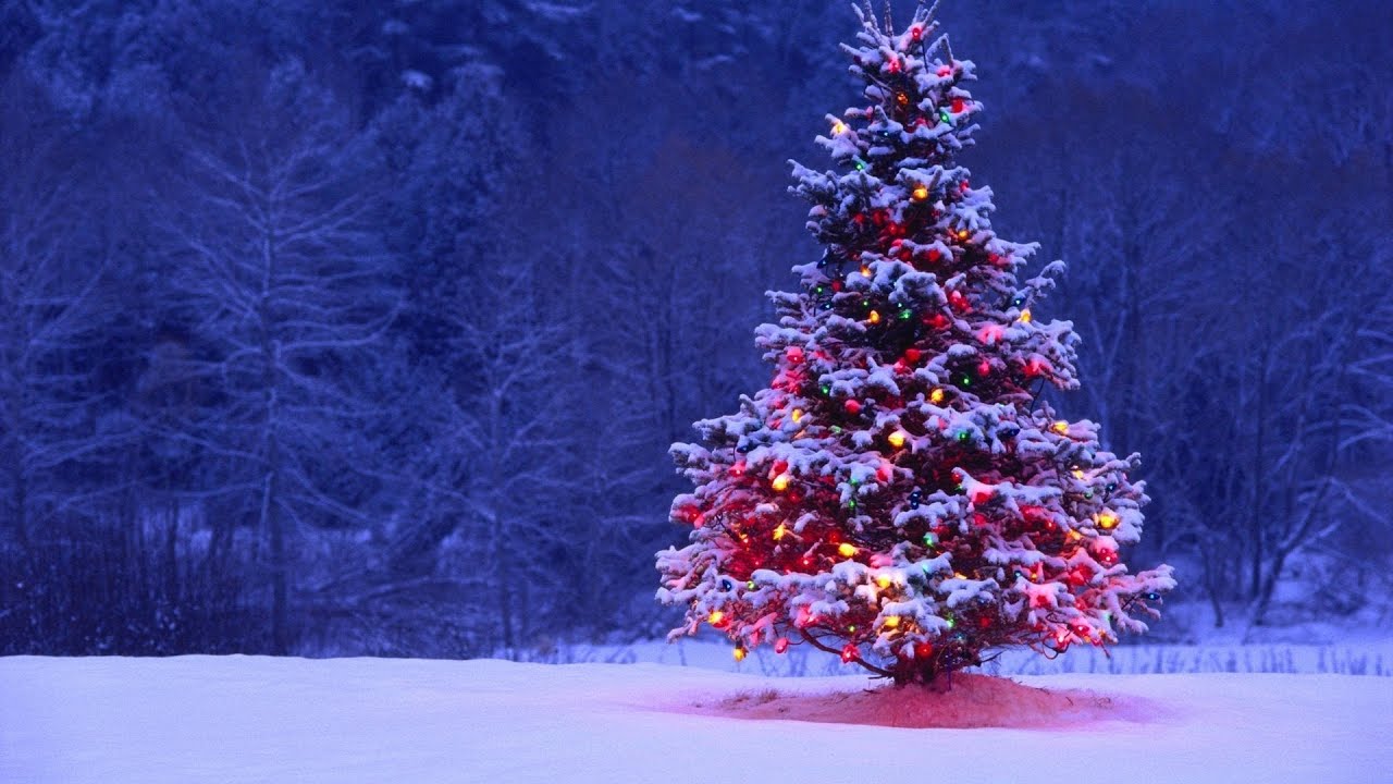 Albero di Natale innevato, 1280x720 720p, PC
