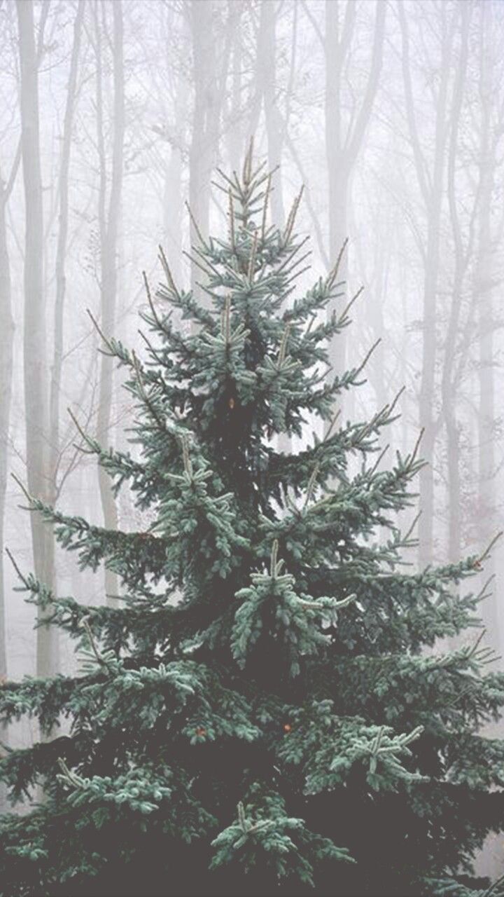 Abete nella foresta nebbiosa, 720x1280 Verticale, iPhone Pro Max