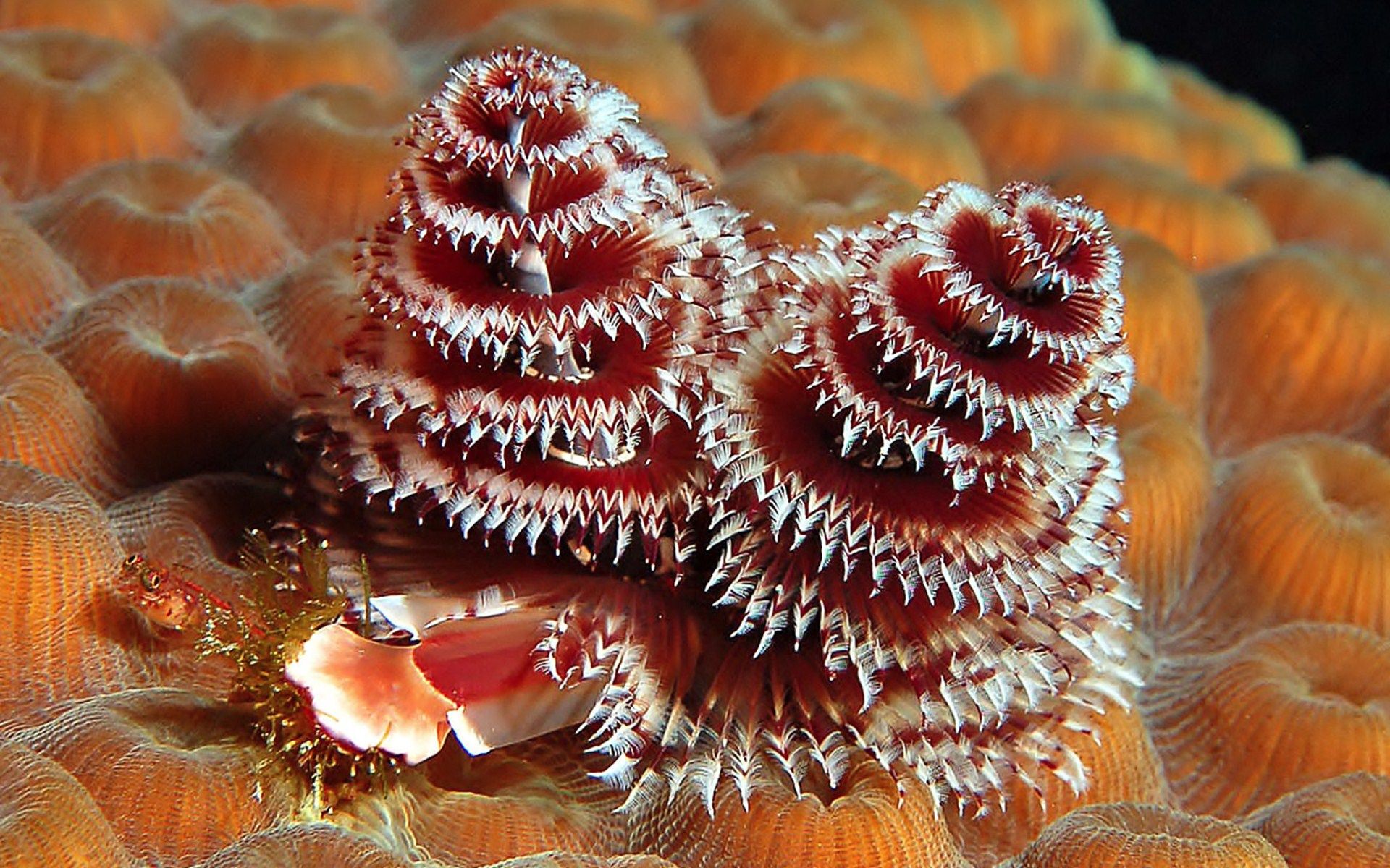 Coda di balena in mare, 1900x1392 HD Ready, Desktop