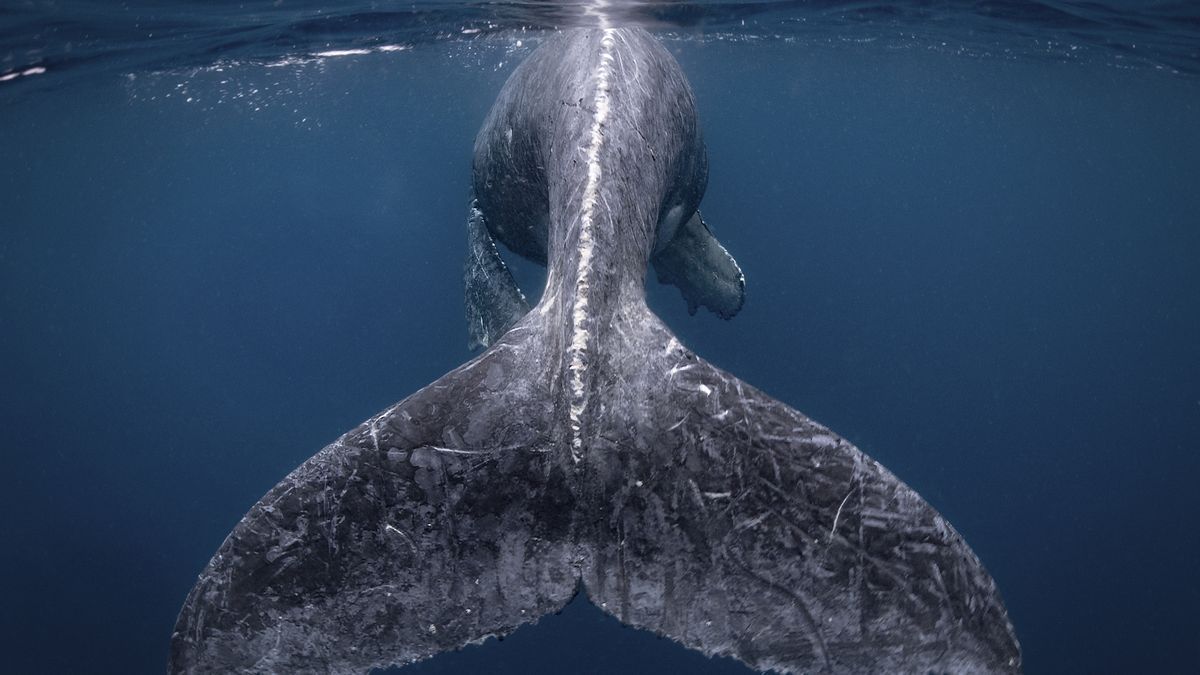 Coda di balena in mare, 1200x675 HD, iMac