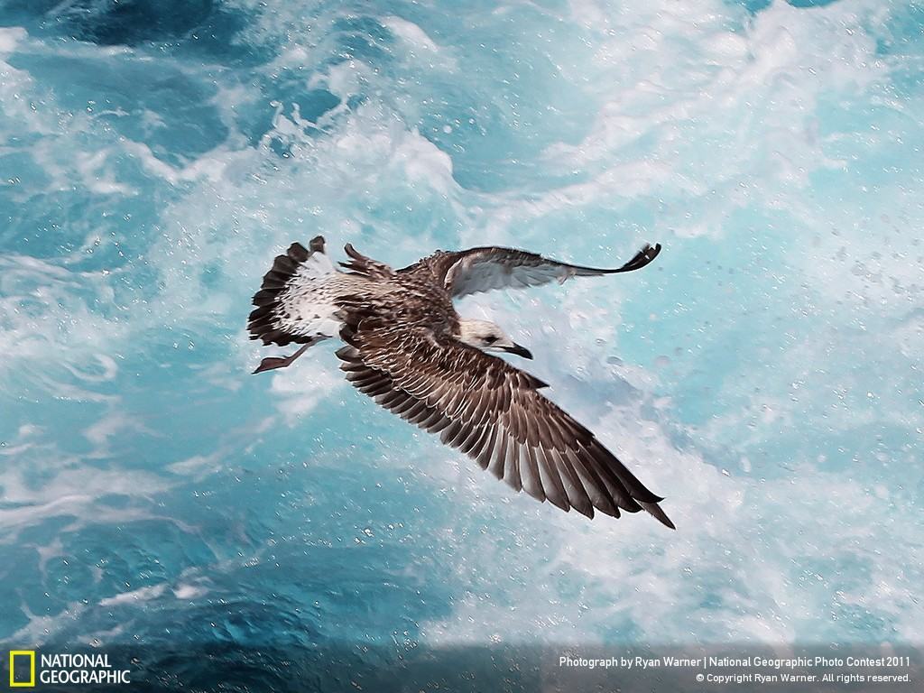 Gabbiano in volo sull'oceano, 1024x768 HD, Laptop