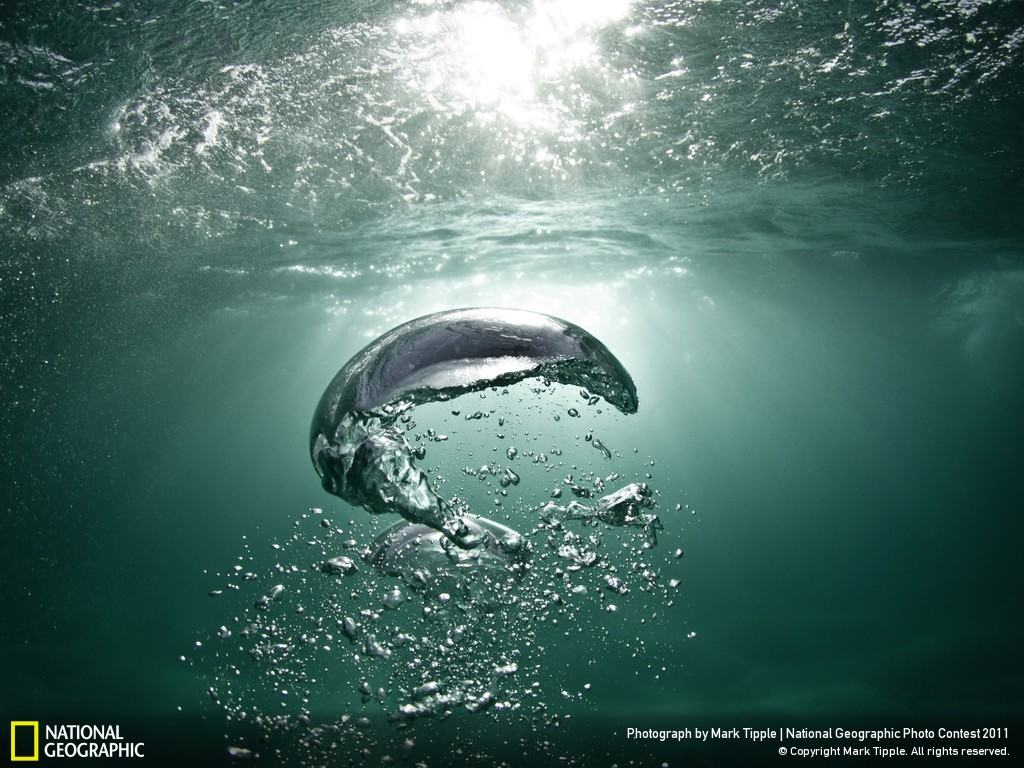 Delfino sott'acqua oceano, 1024x768 HD, Desktop