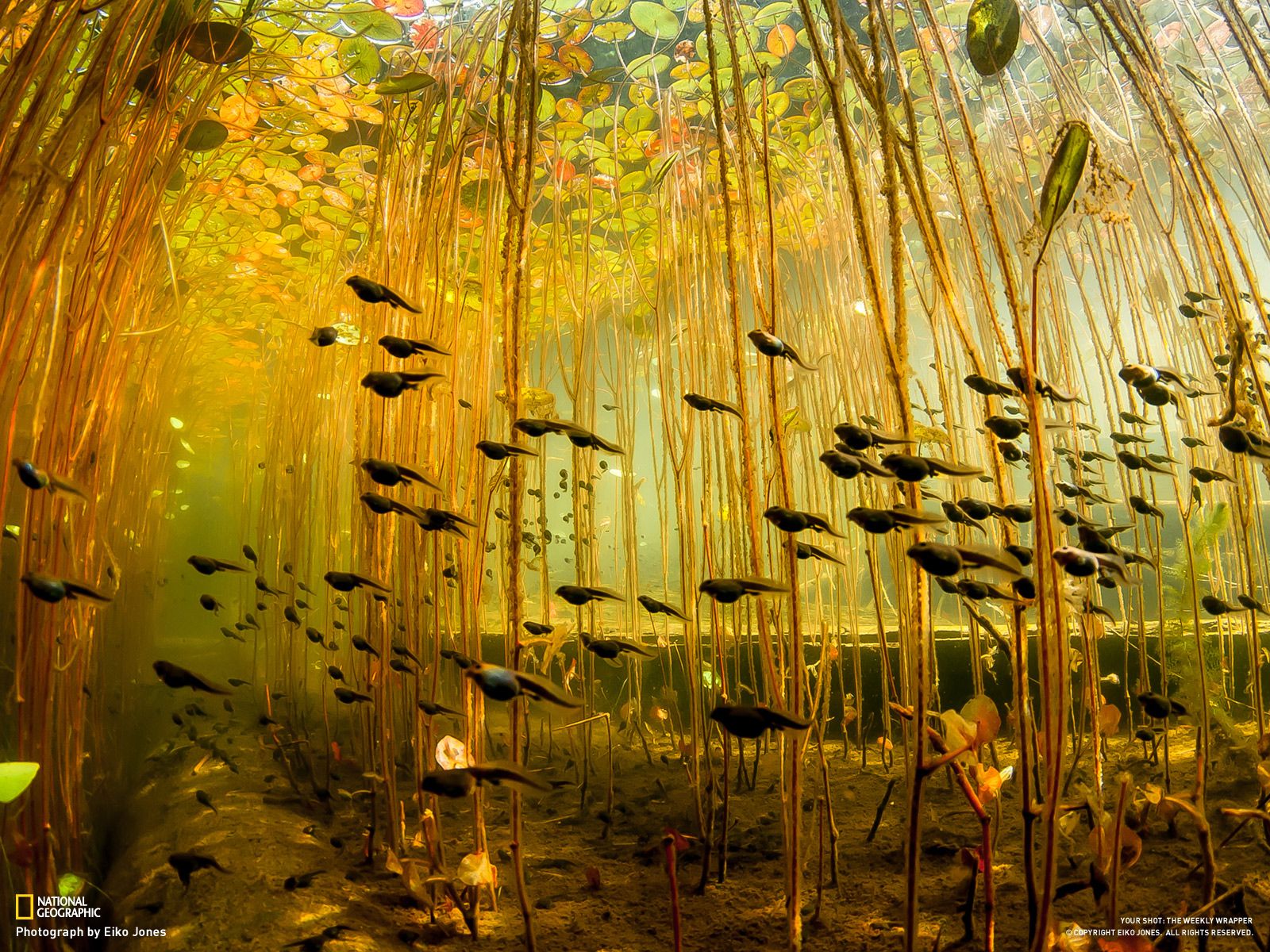 Pesci sotto ninfee acquatiche, 1600x1200 HD Ready, Laptop
