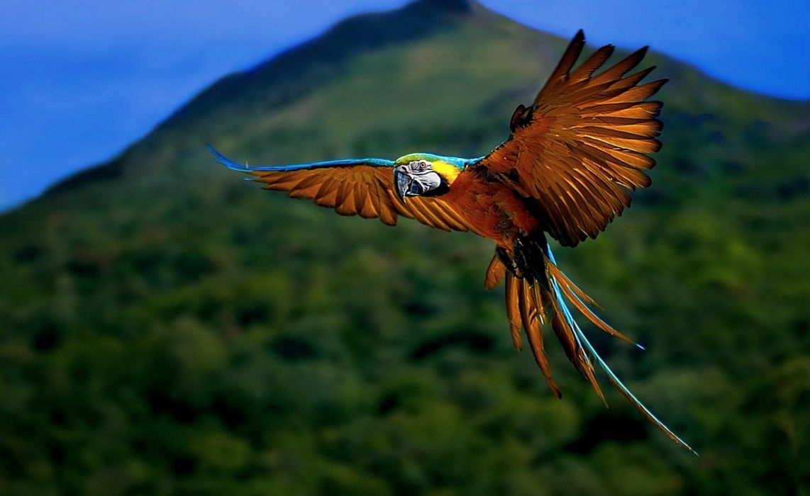 Ara in volo, montagna, 1142x700 HD, iMac