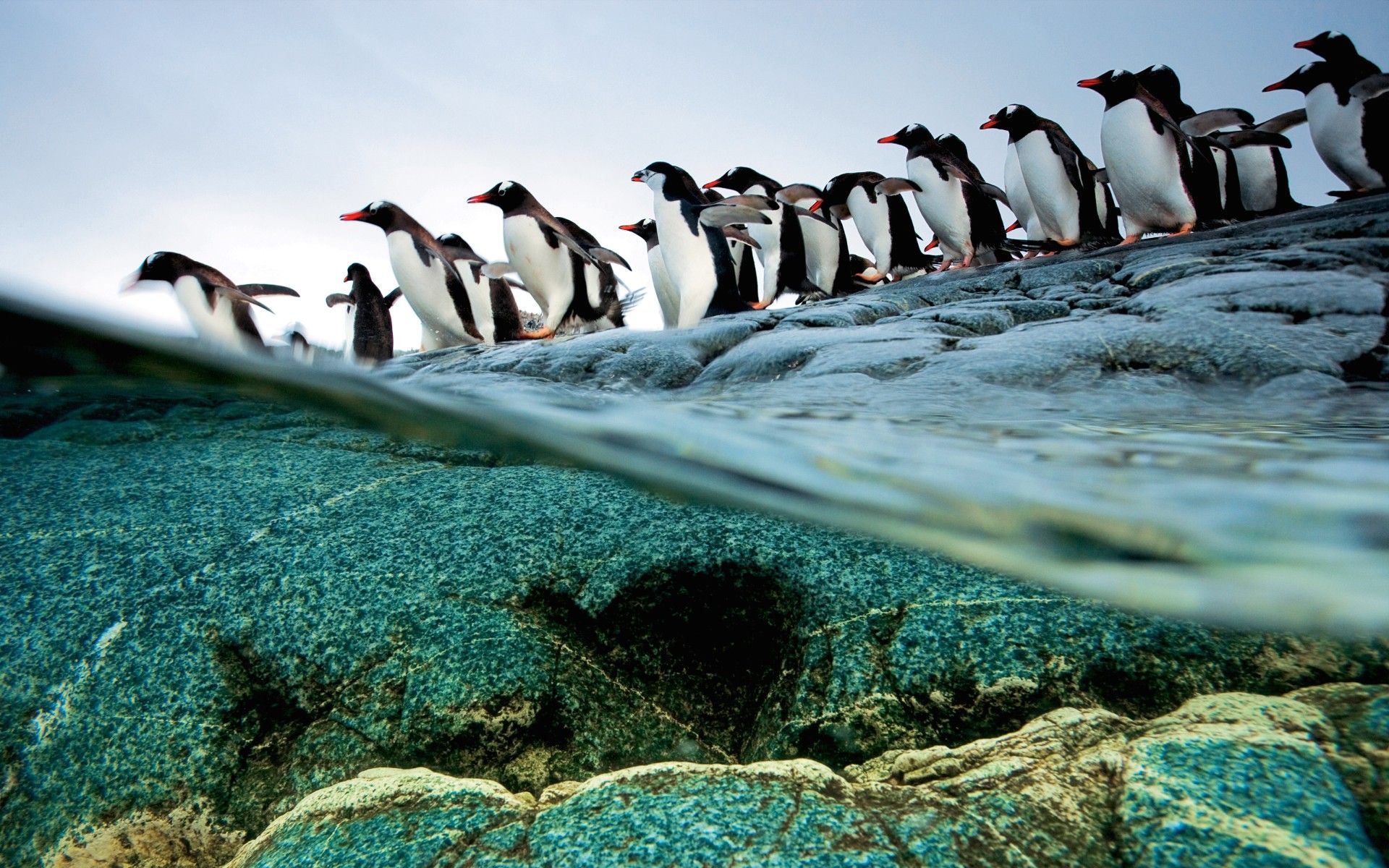 Pinguini su costa rocciosa, 1920x1200 WUXGA, Desktop