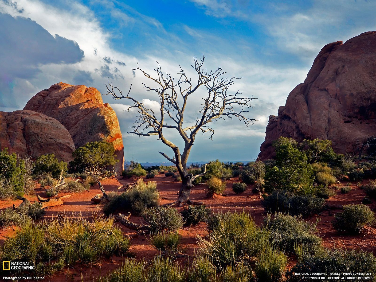 Albero secco tra rocce rosse, 1600x1200 HD, PC