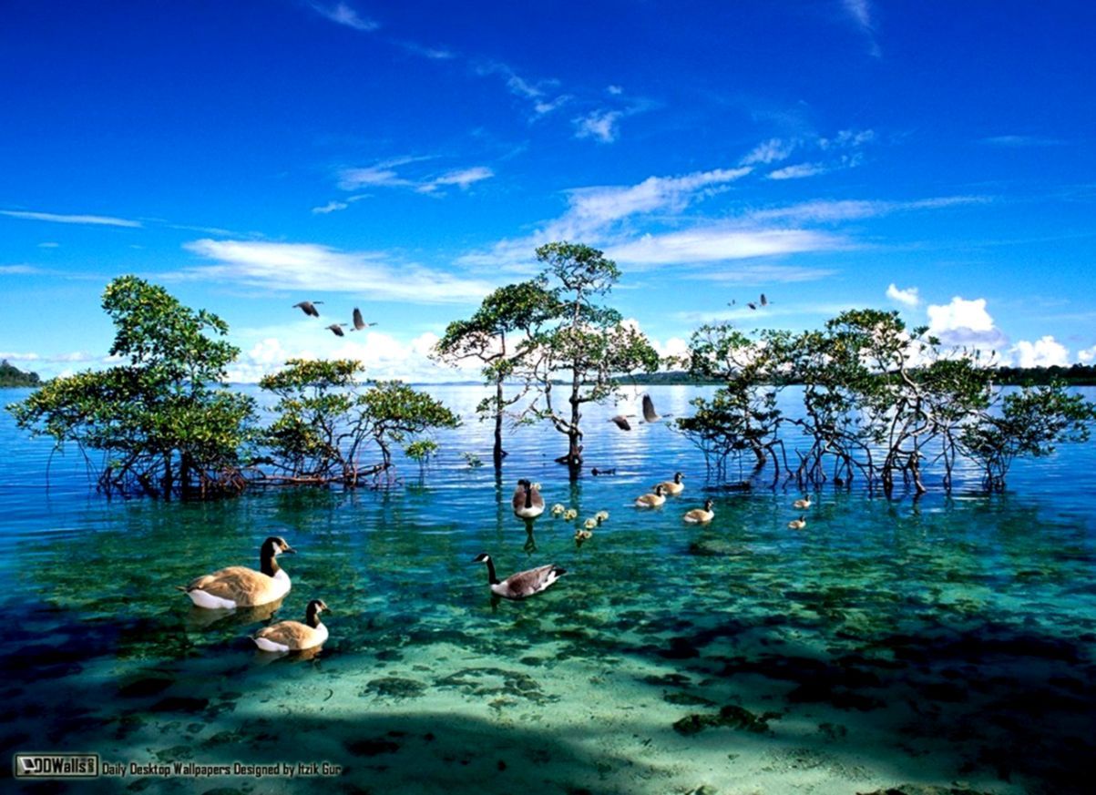 Mangrovie e uccelli in laguna, 1203x873 HD, PC
