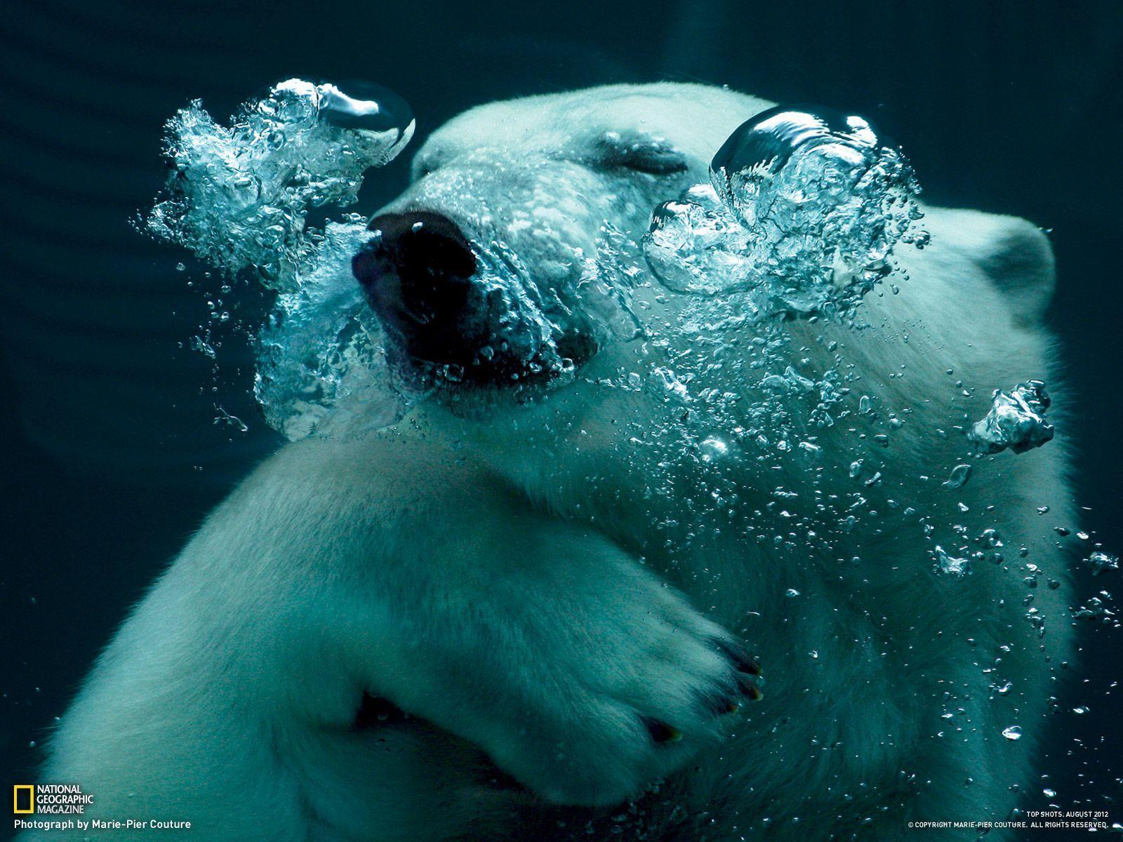 Orso polare sott'acqua, 1600x1200 HD Ready, Desktop