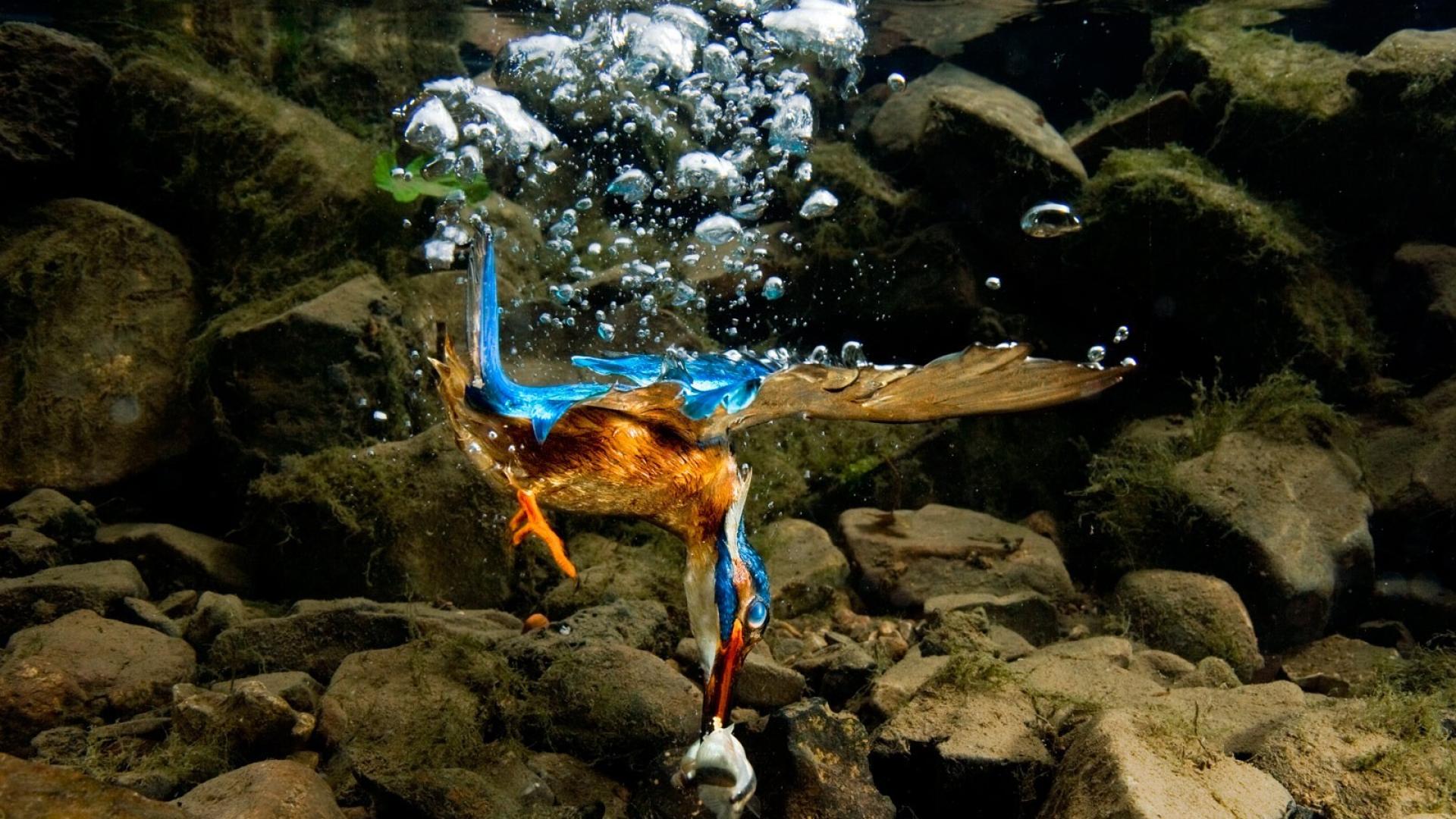 Martin pescatore subacqueo, 1920x1080 1080p, PC Desktop