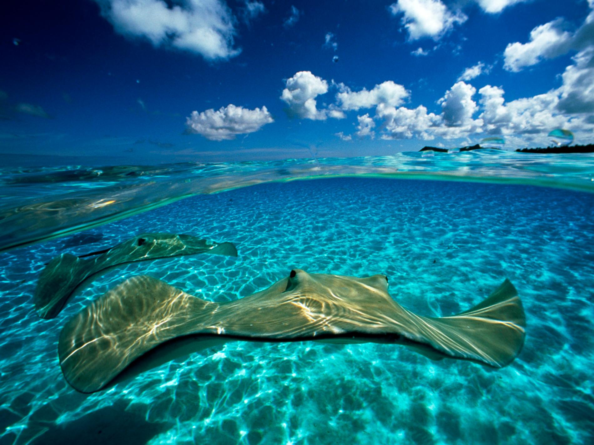 Razza in acqua tropicale, 1900x1425 900p, Desktop