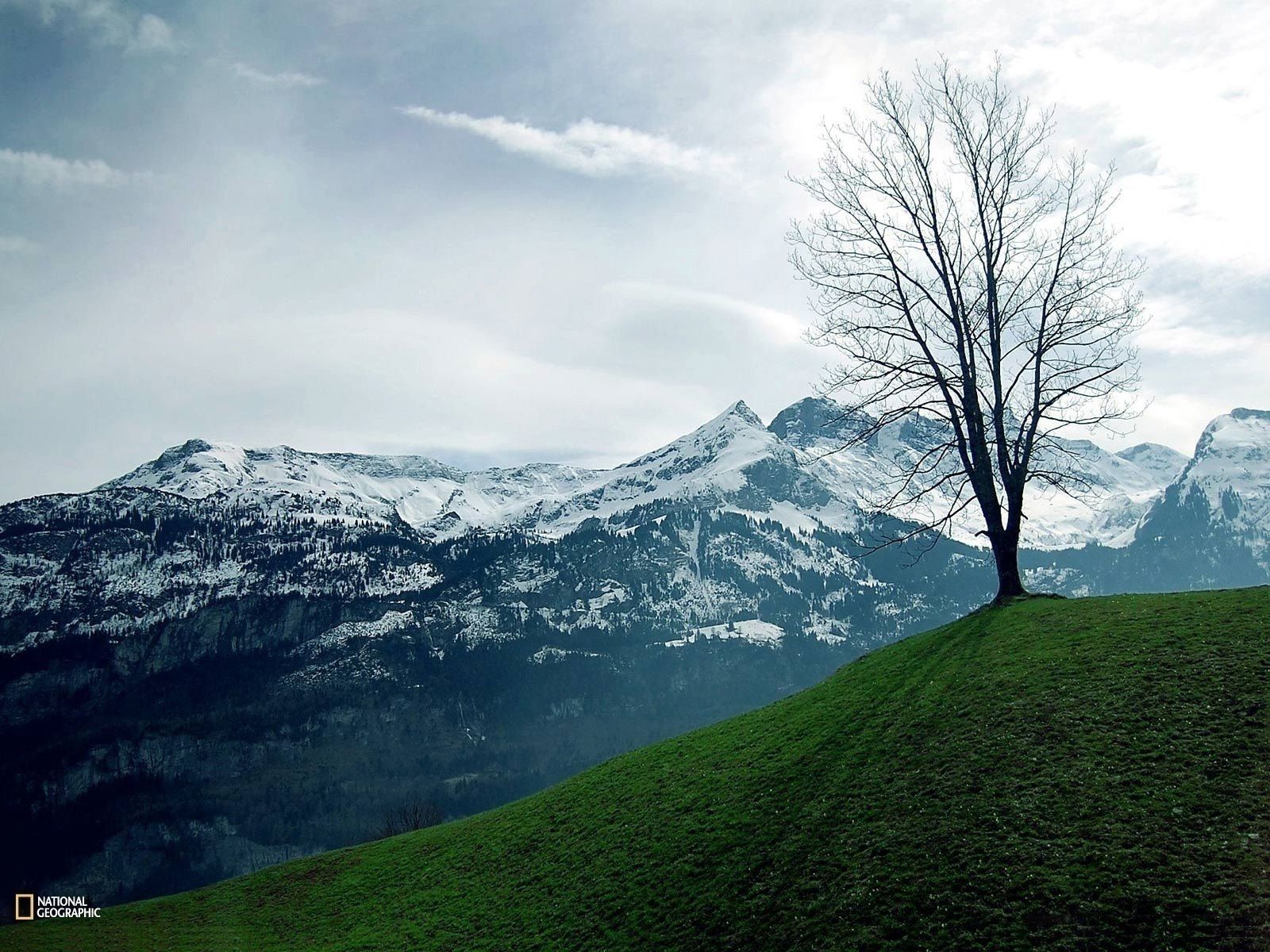 Albero solitario montagne innevate, 1600x1200 HD, Desktop