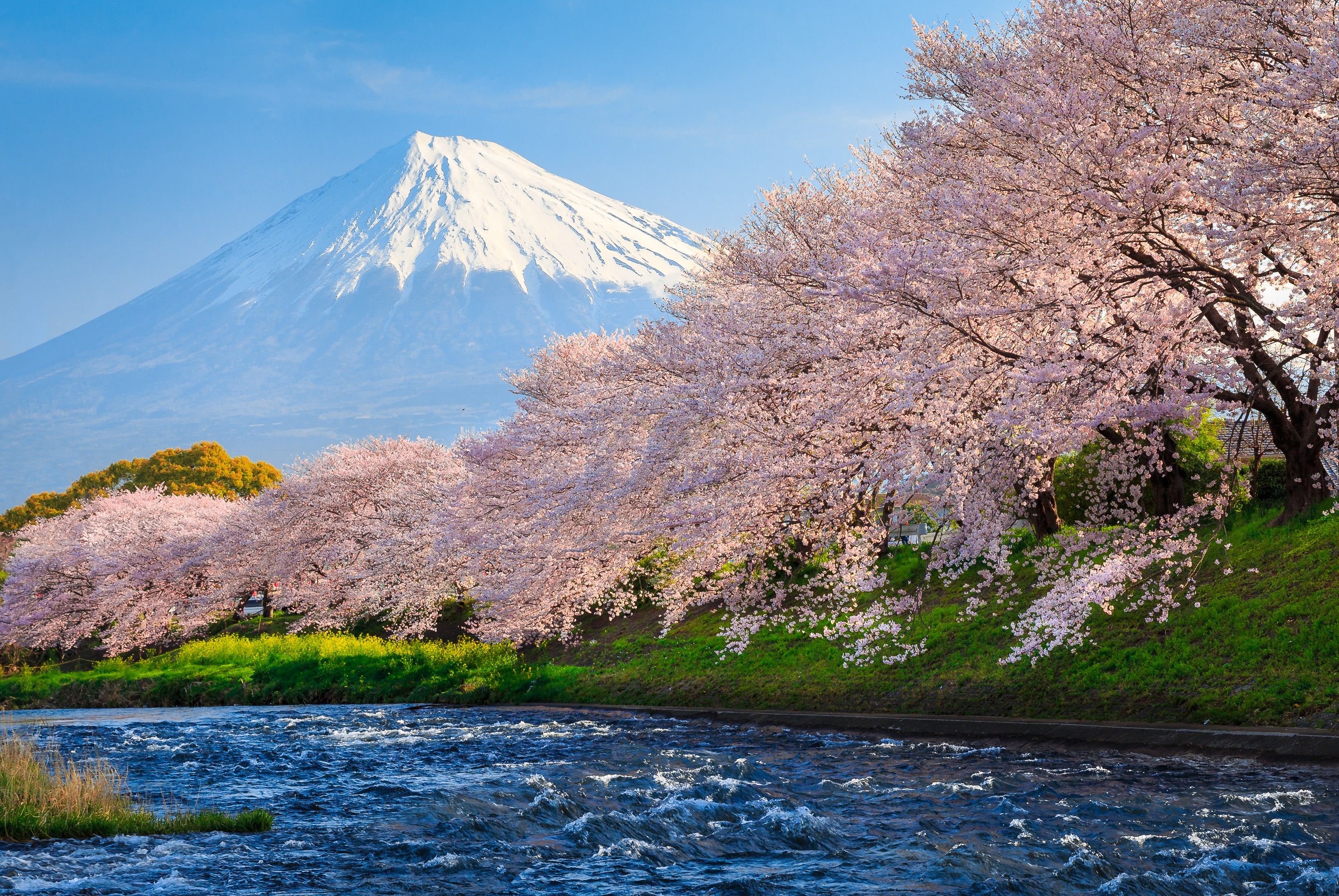 Monte Fuji con ciliegi in fiore, Giappone, 3283x2198 2K+, PC