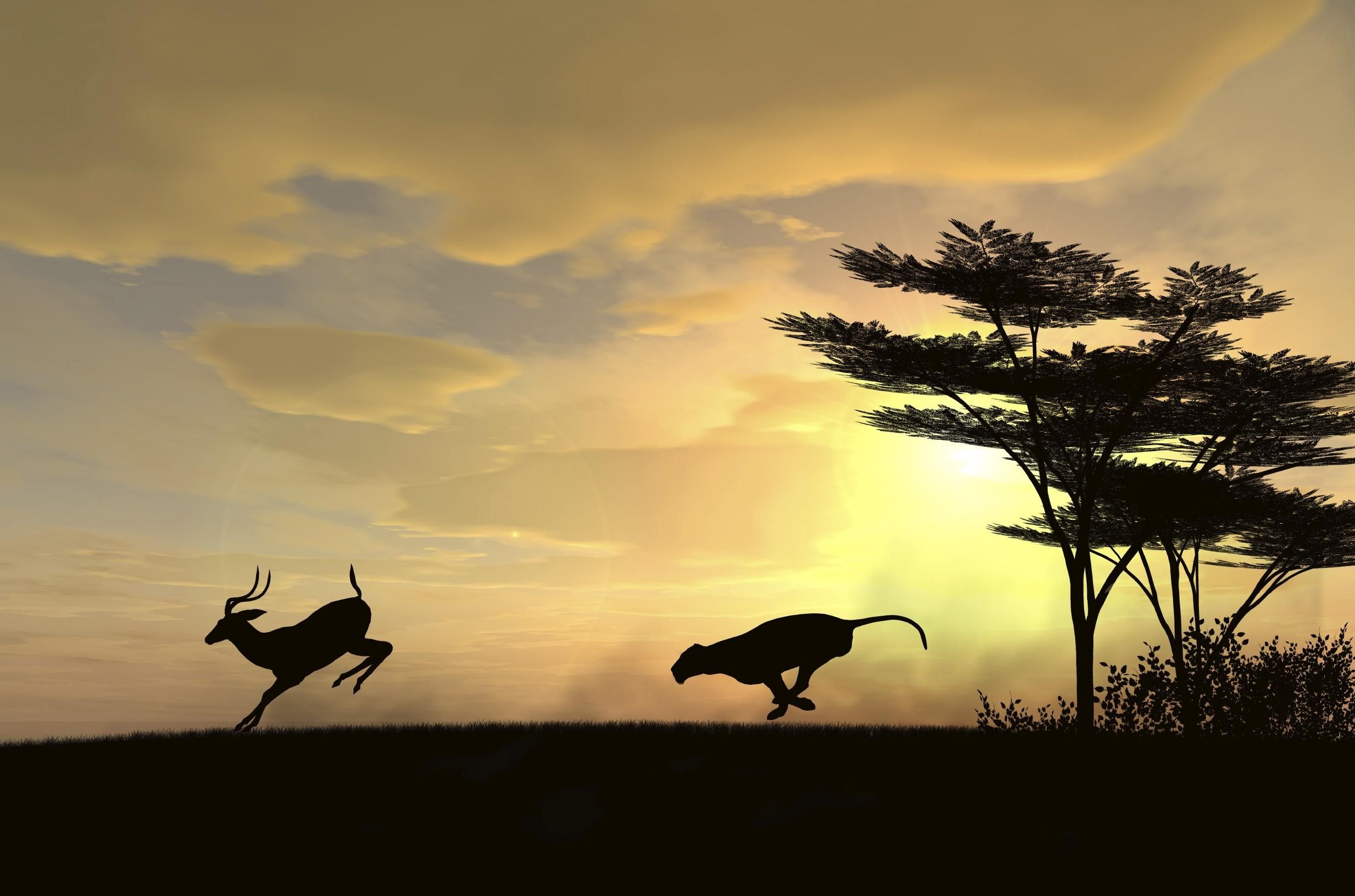 Ghepardo caccia antilope savana, 2726x1803 2K, Desktop